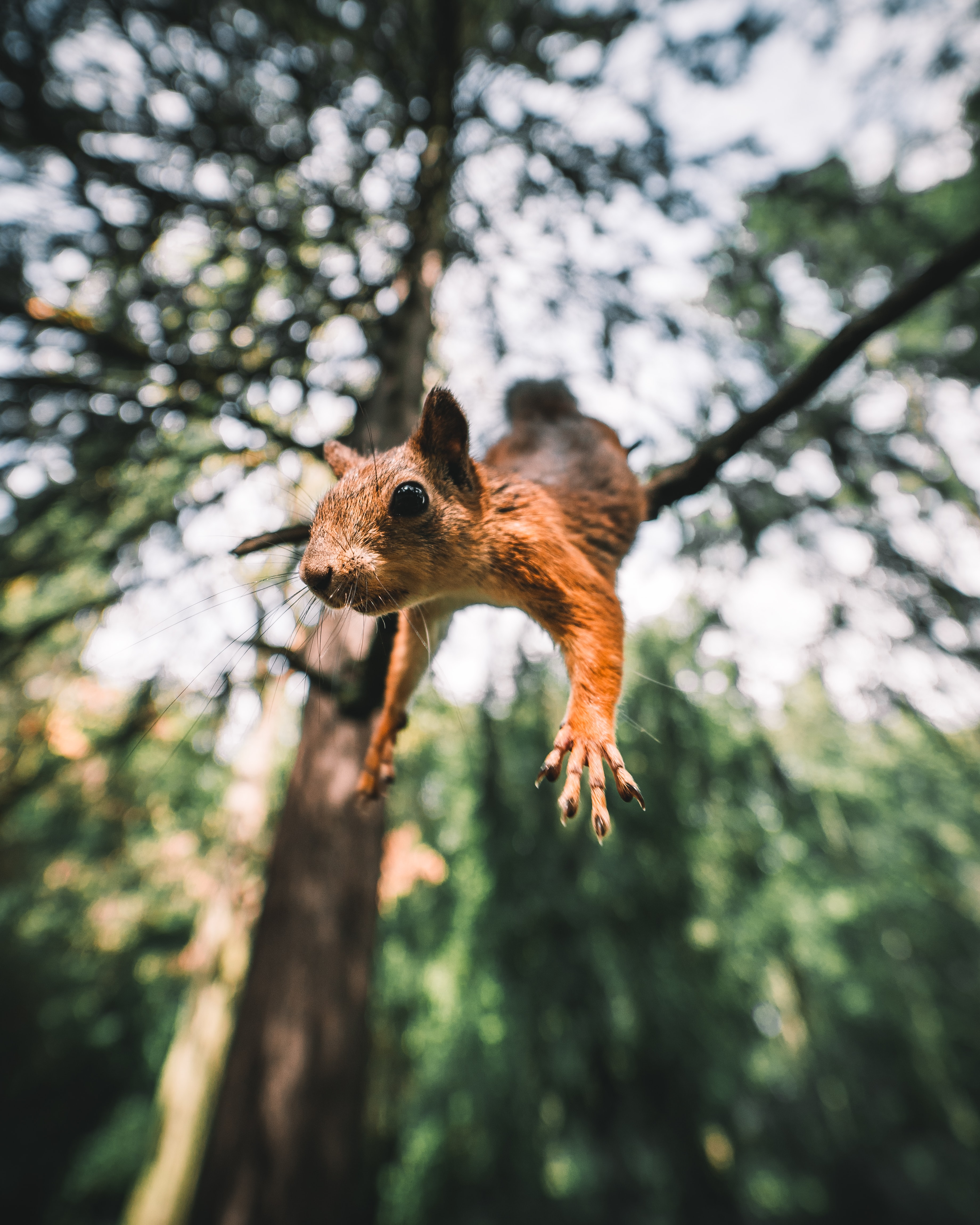 bounce, funny, animals, squirrel, jump, paws, rodent HD wallpaper