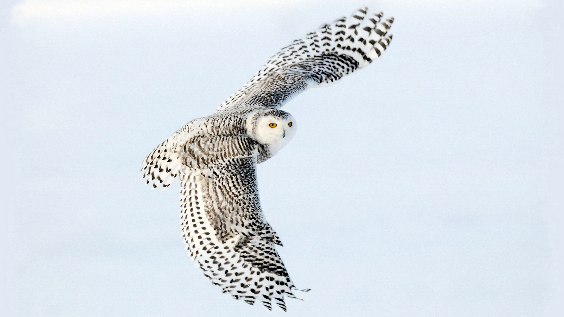 Free download wallpaper Animal, Snowy Owl on your PC desktop