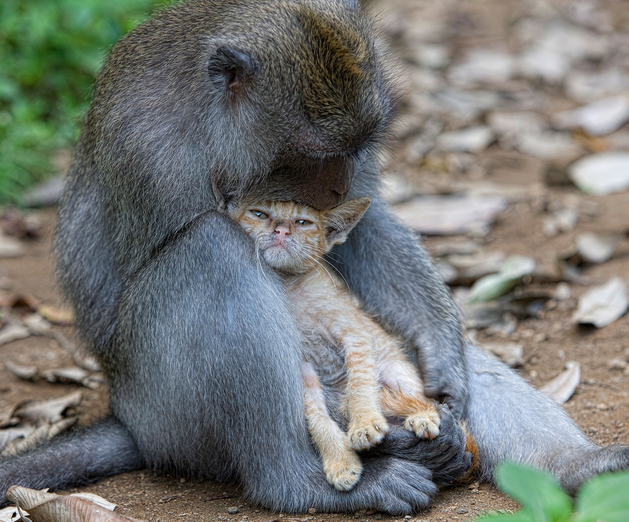 Descarga gratuita de fondo de pantalla para móvil de Animales, Lindo.