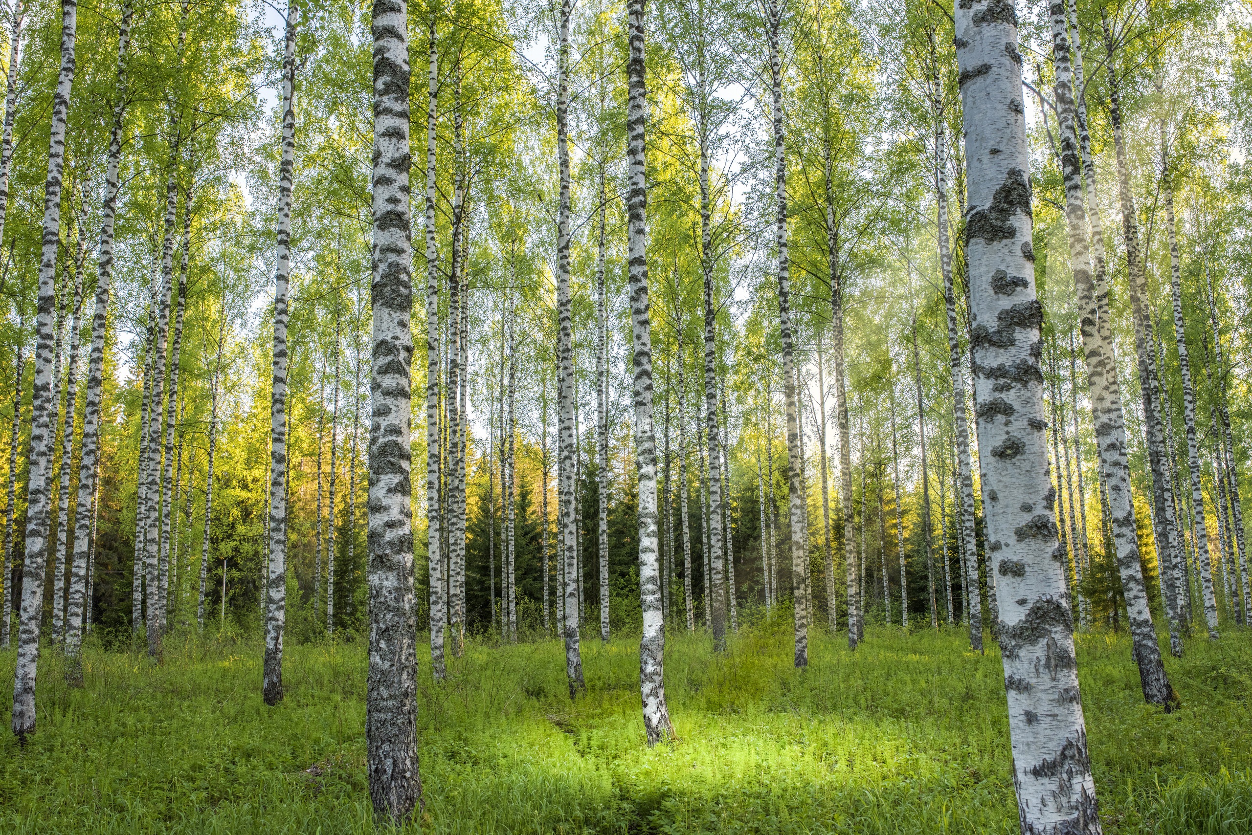 Téléchargez gratuitement l'image Forêt, Arbre, Bouleau, La Nature, Terre/nature sur le bureau de votre PC