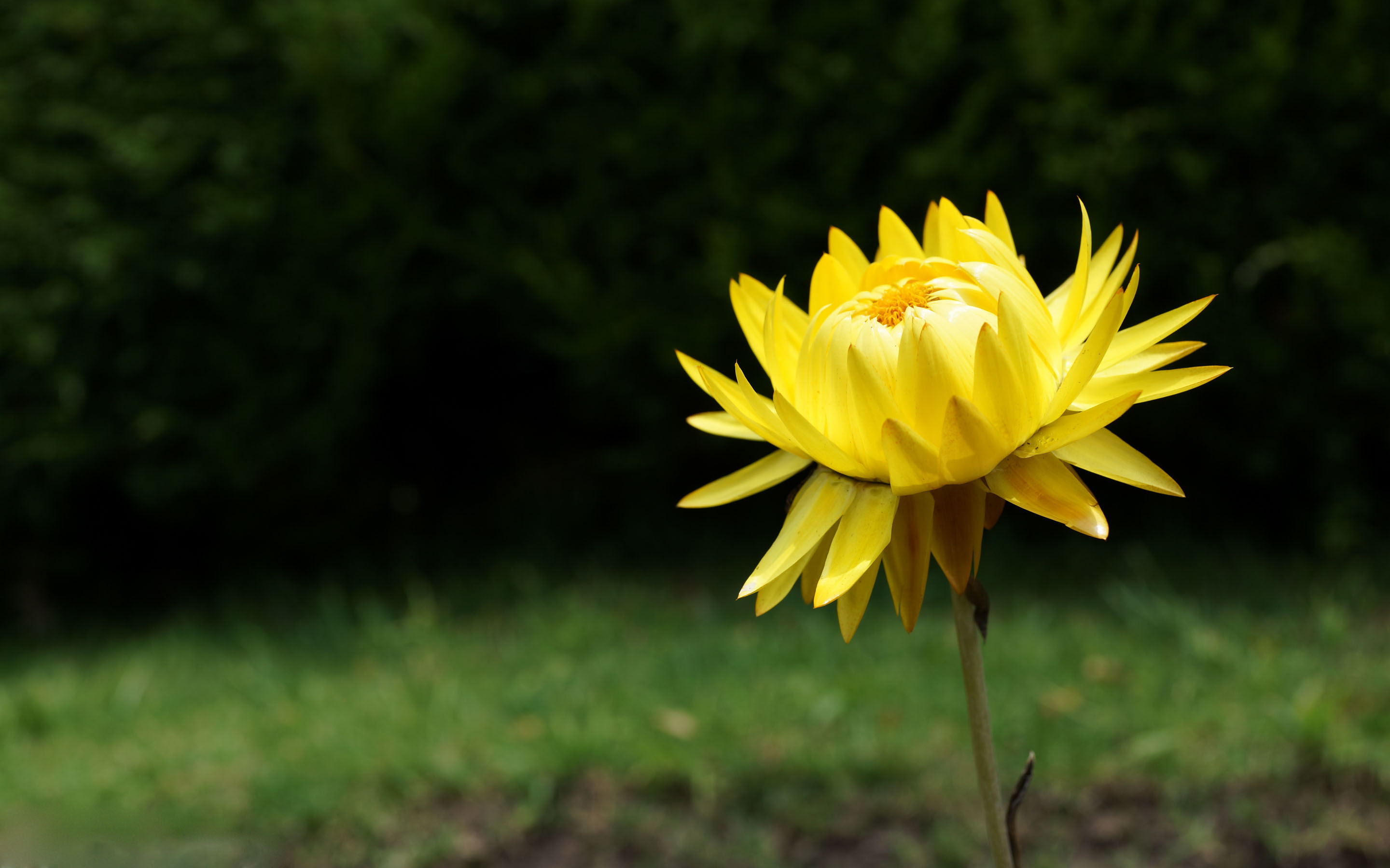 Descarga gratis la imagen Flores, Flor, Tierra/naturaleza en el escritorio de tu PC