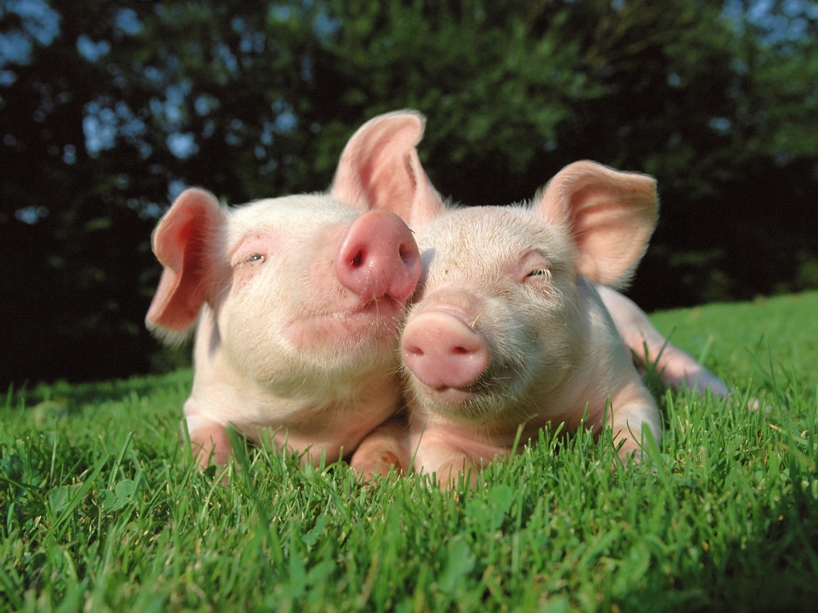 49979 скачать обои свиньи, животные - заставки и картинки бесплатно