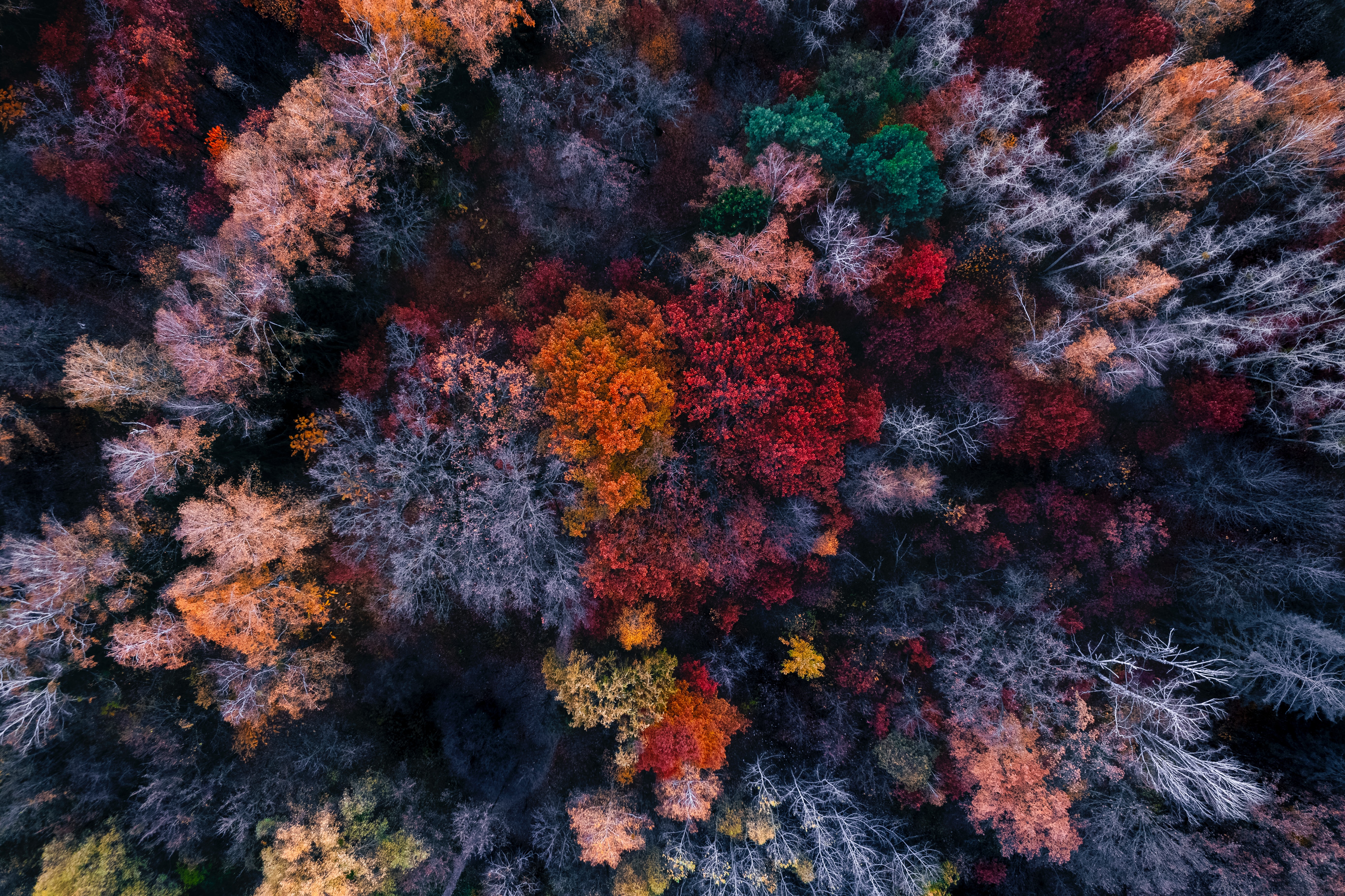 Free download wallpaper Forest, Photography, Aerial on your PC desktop