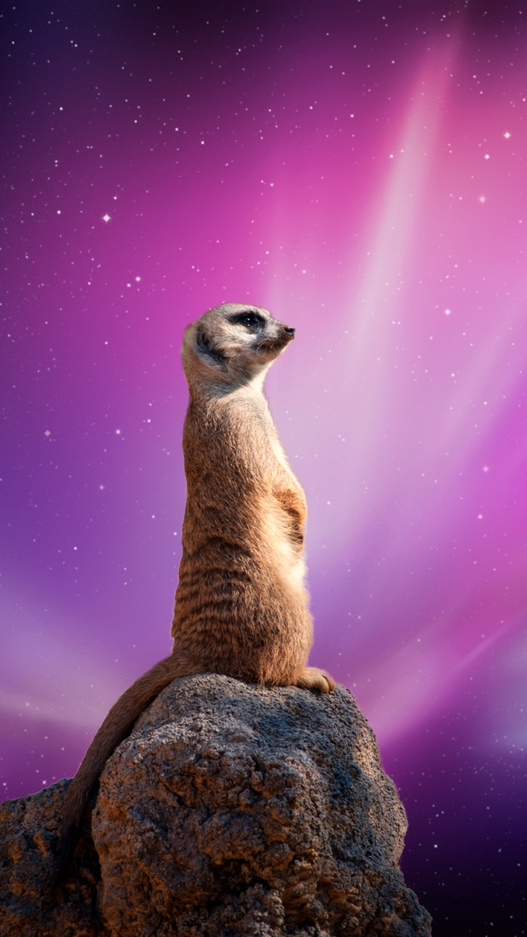 Download mobile wallpaper Animal, Meerkat for free.
