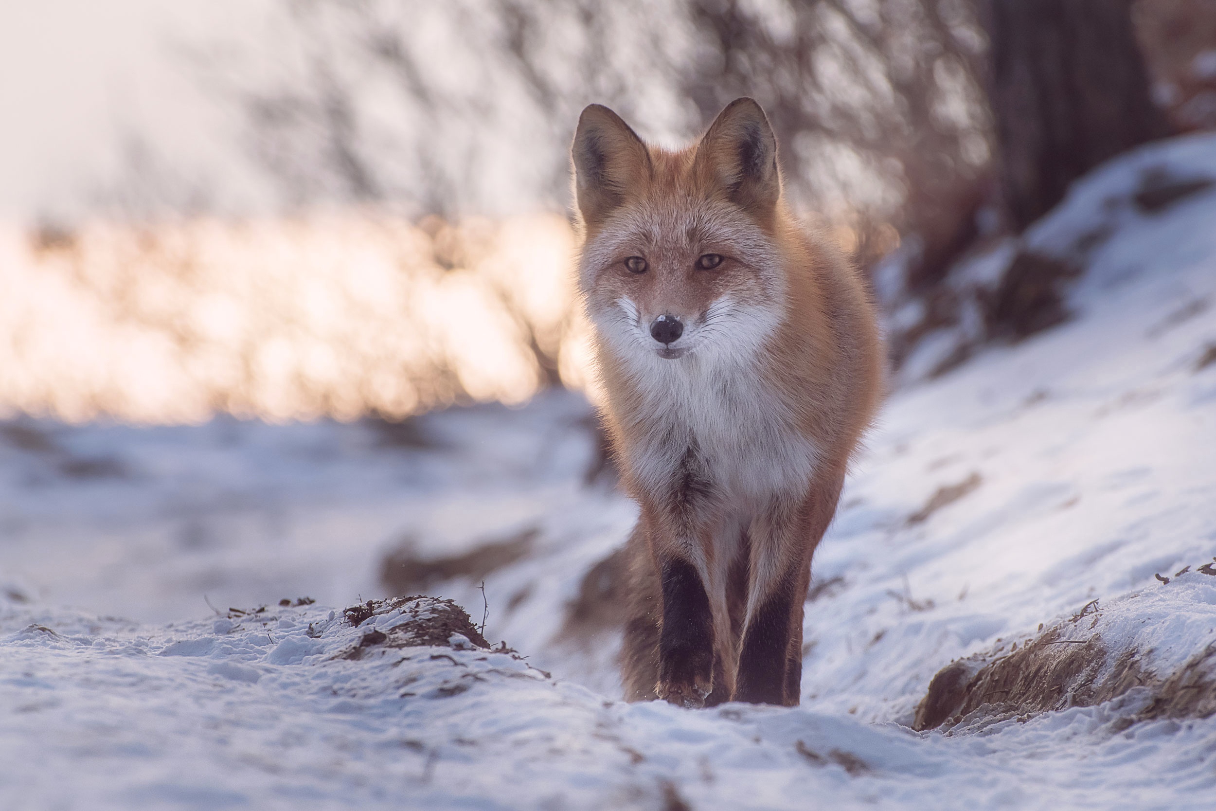Download mobile wallpaper Winter, Fox, Animal, Depth Of Field for free.
