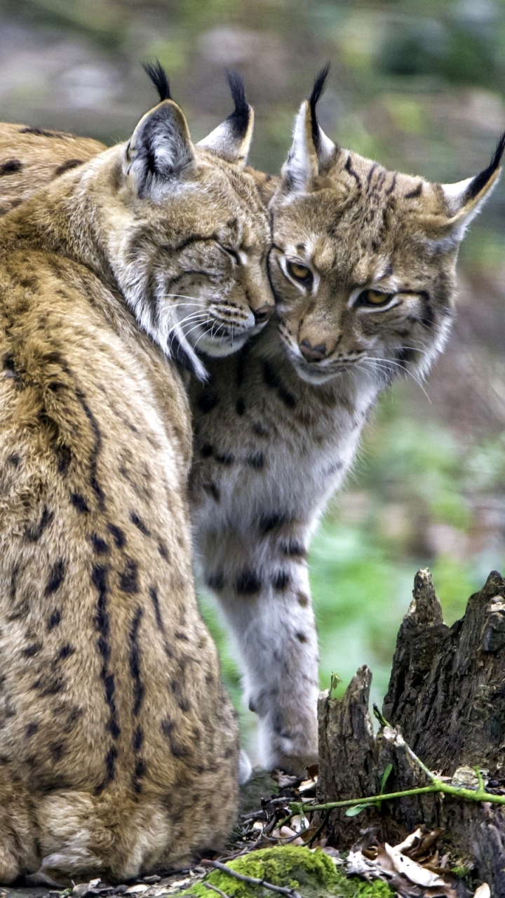 Download mobile wallpaper Cats, Love, Animal, Lynx for free.