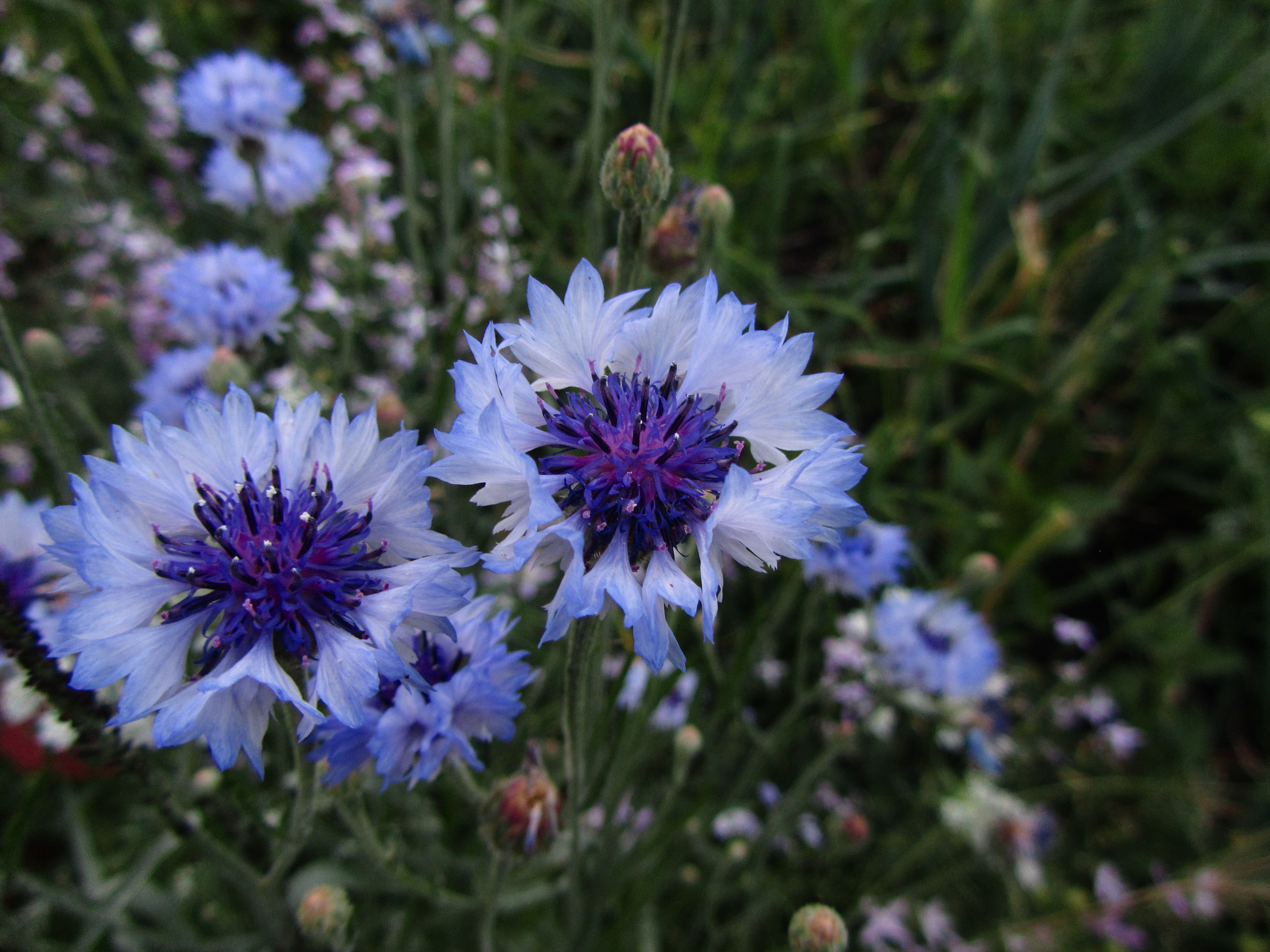 Handy-Wallpaper Blumen, Blume, Erde/natur kostenlos herunterladen.