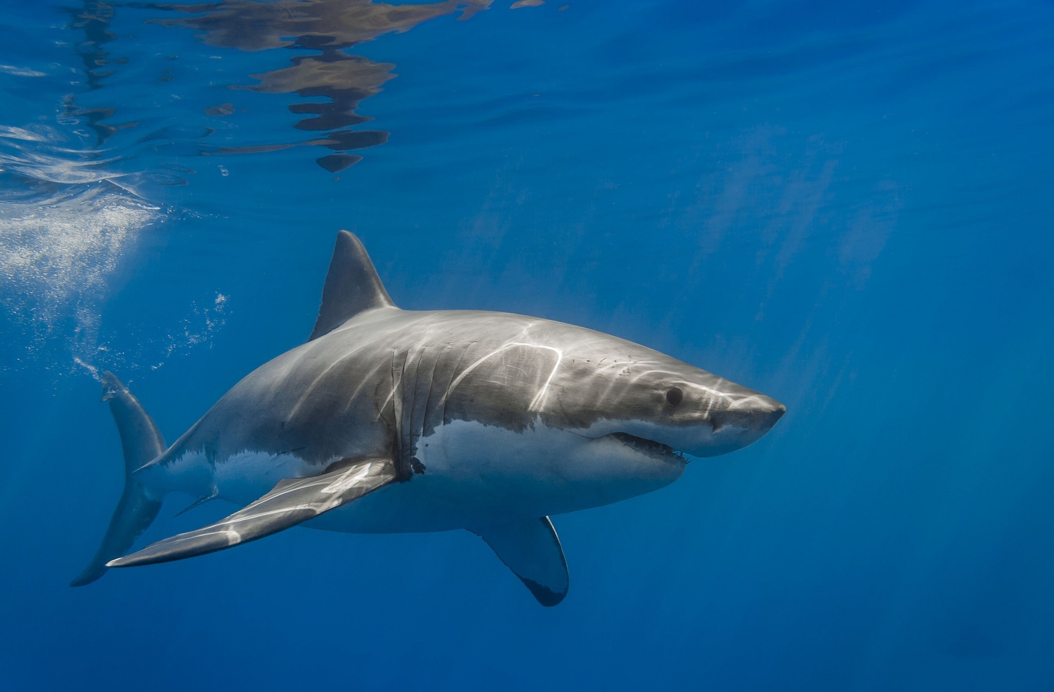 349093 télécharger l'image les requins, requin, animaux - fonds d'écran et économiseurs d'écran gratuits