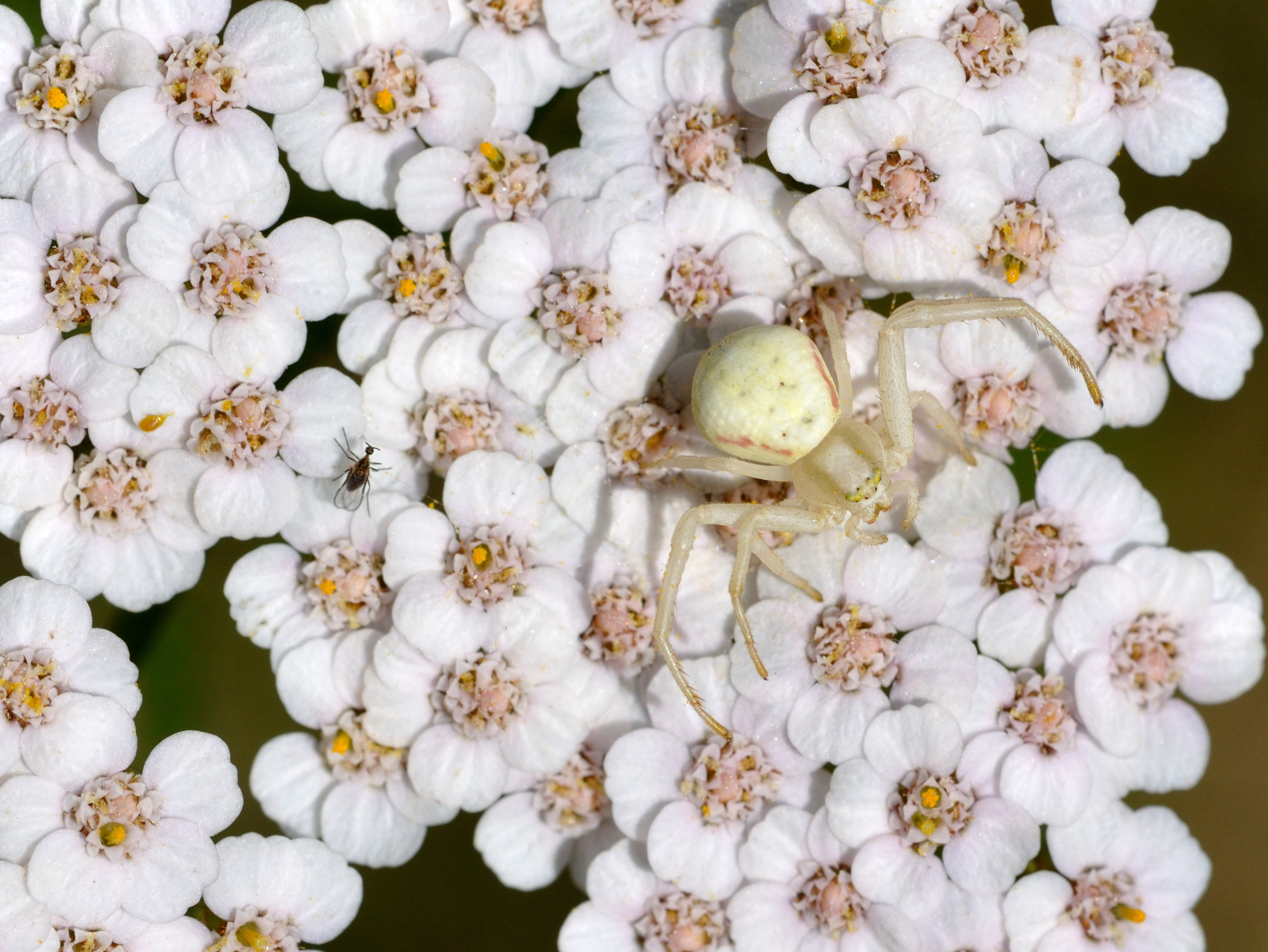 Download mobile wallpaper Spiders, Flower, Animal, Spider for free.