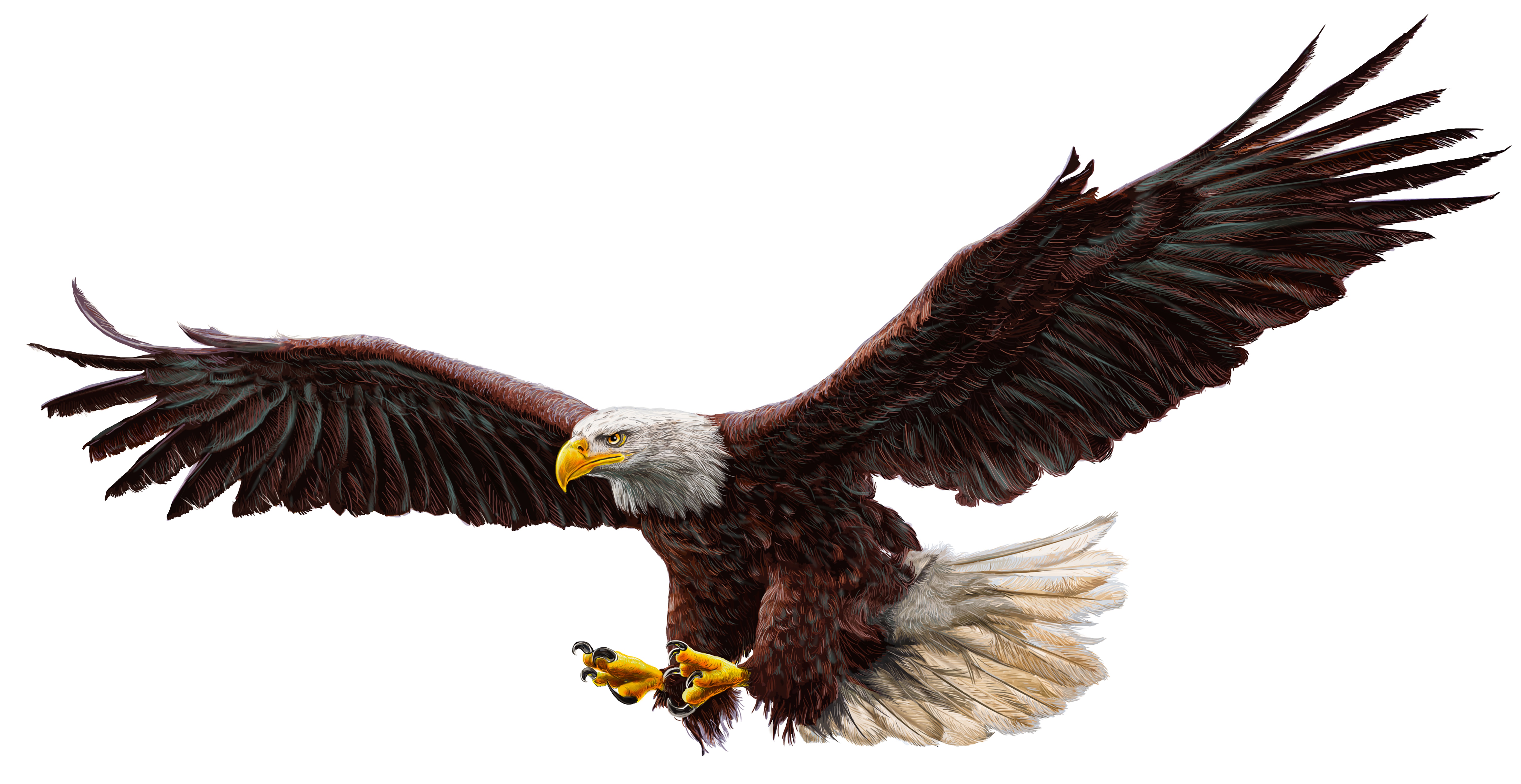 Descarga gratuita de fondo de pantalla para móvil de Animales, Águila, Águila Calva, Aves, Ave.