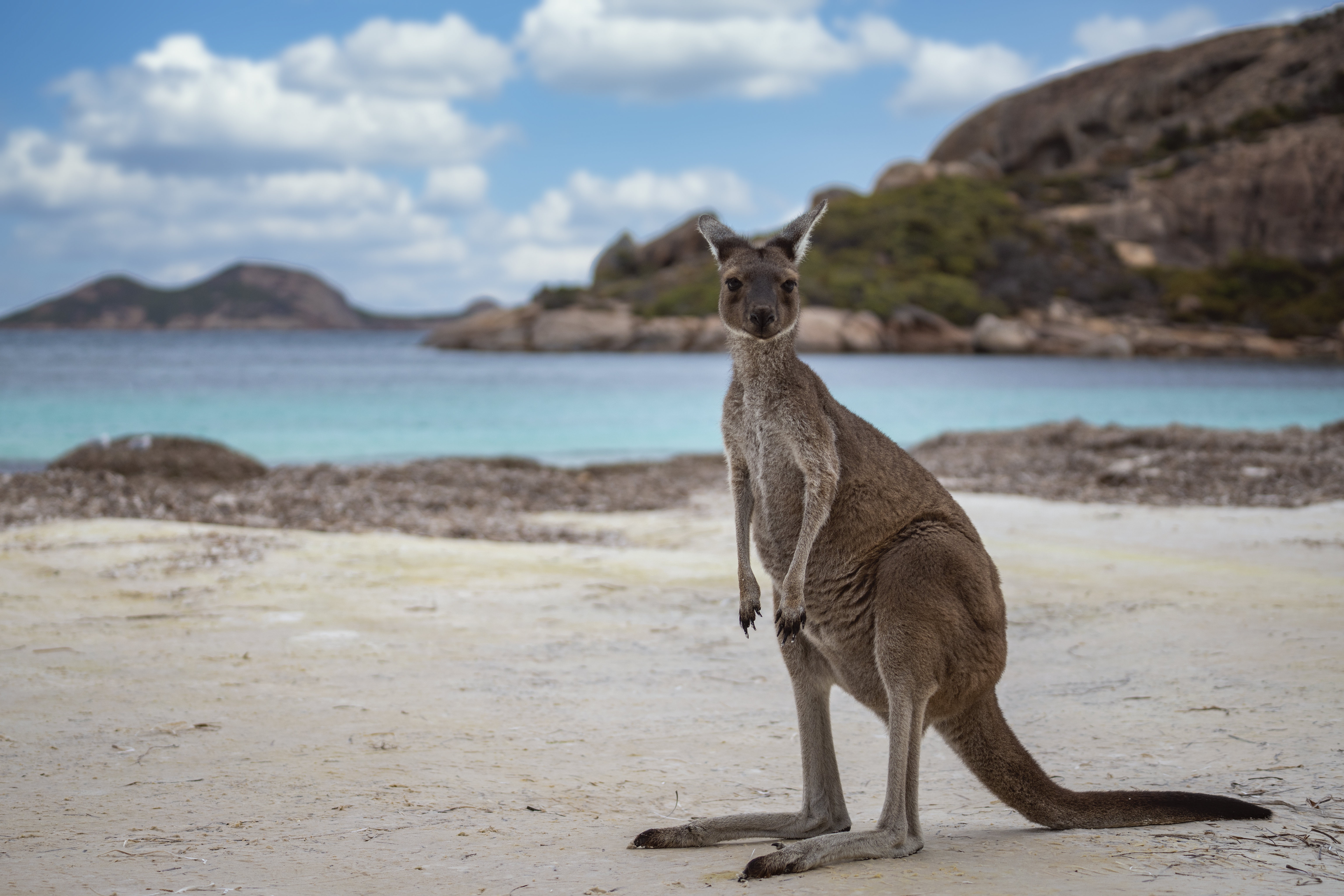 Download mobile wallpaper Kangaroo, Animal, Depth Of Field for free.