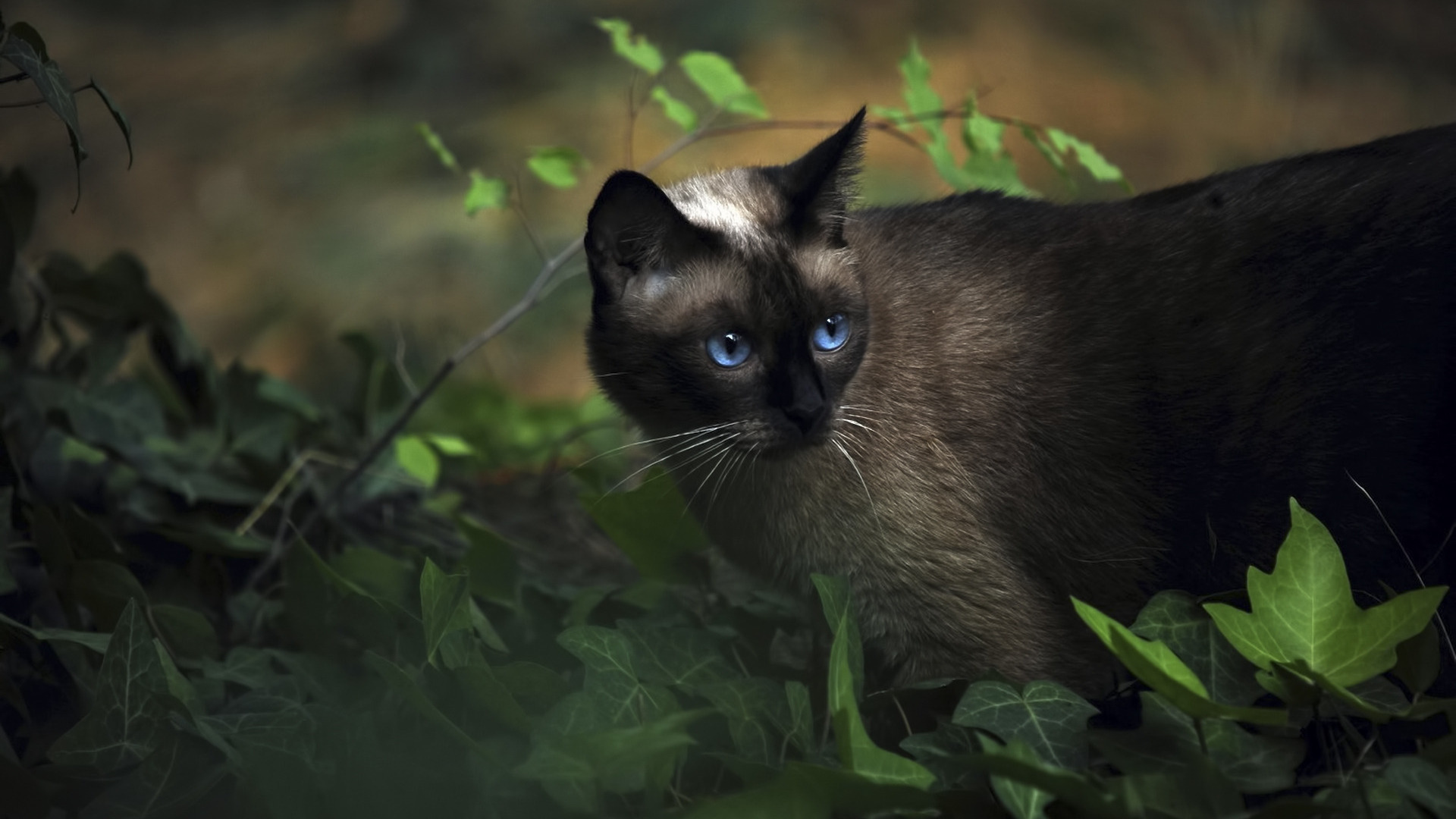 Laden Sie das Katzen, Tiere-Bild kostenlos auf Ihren PC-Desktop herunter