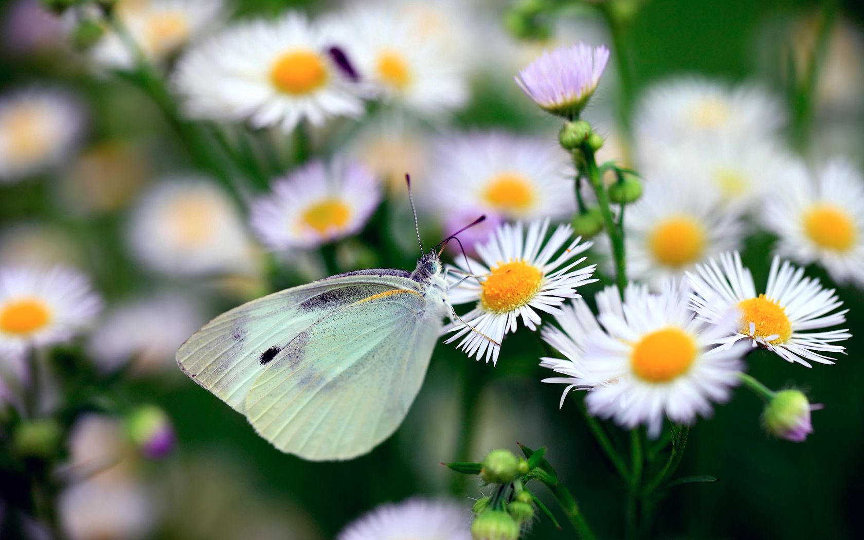 Descarga gratis la imagen Flores, Camomila, Macro, Insecto, De Color Claro, Luz, Mariposa en el escritorio de tu PC