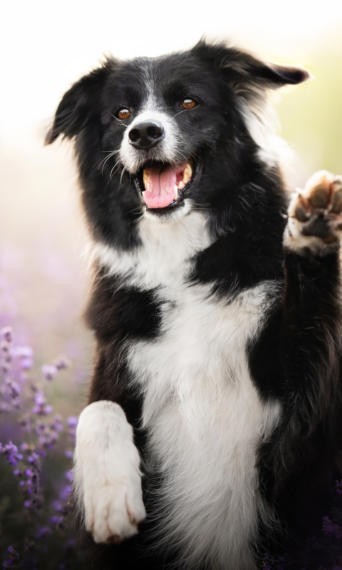 Handy-Wallpaper Tiere, Hunde, Hund, Border Collie kostenlos herunterladen.