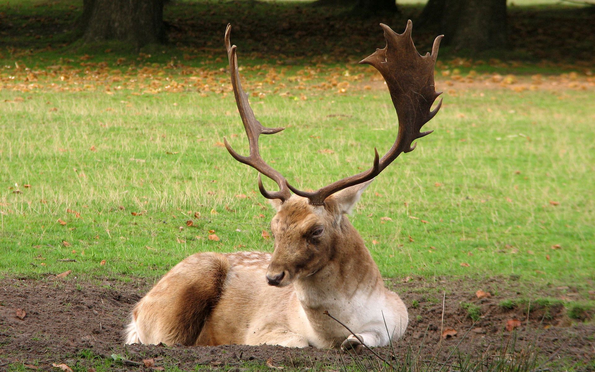 deer, animals, grass, forest, horns Image for desktop
