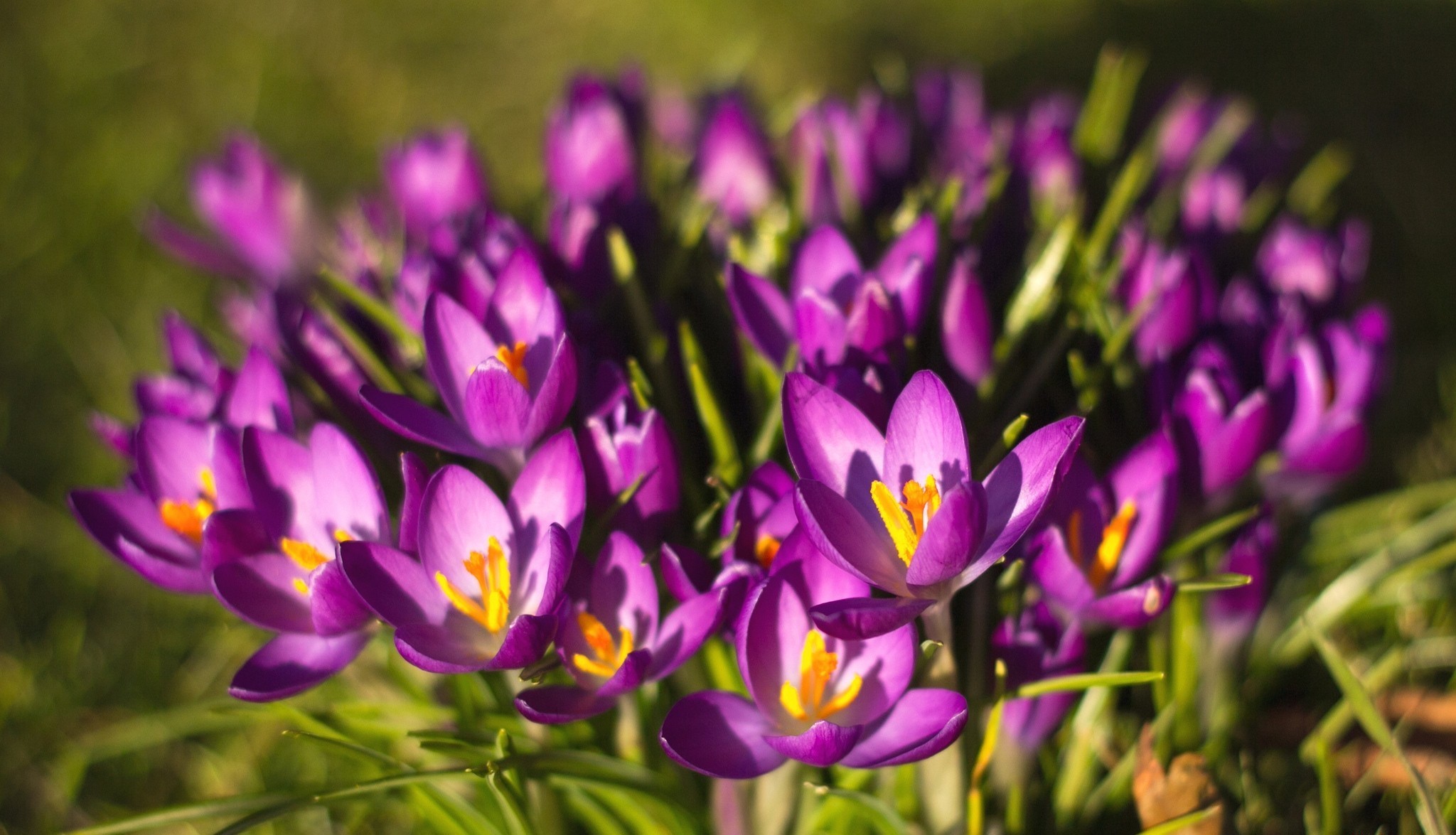 Free download wallpaper Flowers, Flower, Earth, Crocus on your PC desktop