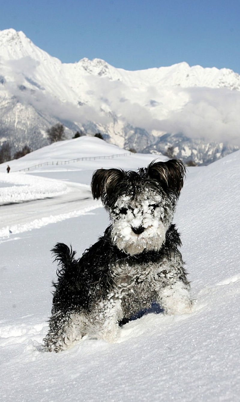 Handy-Wallpaper Tiere, Hunde, Hund kostenlos herunterladen.