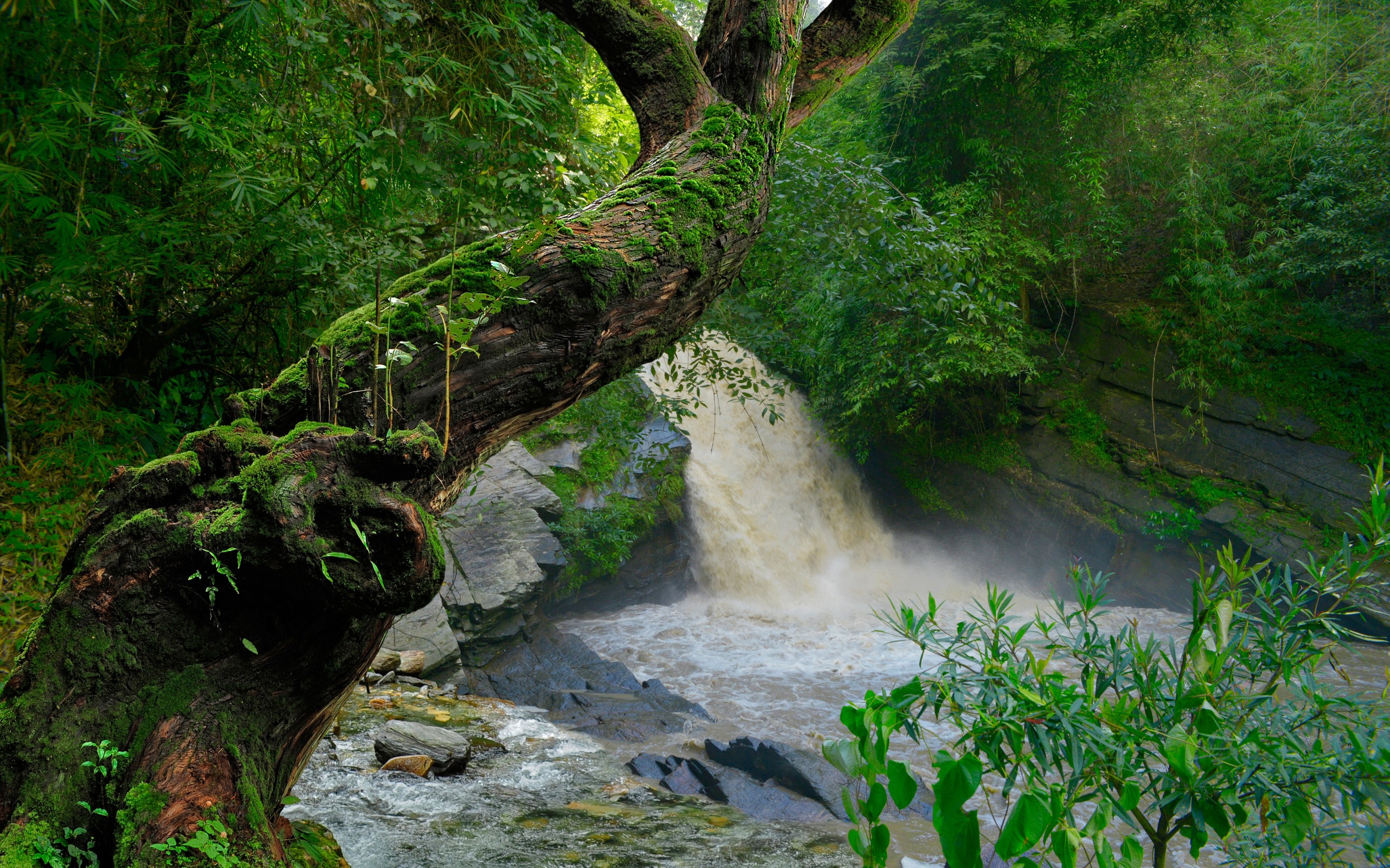 Download mobile wallpaper Nature, Waterfalls, Waterfall, Tree, Earth, Moss, River, Greenery for free.