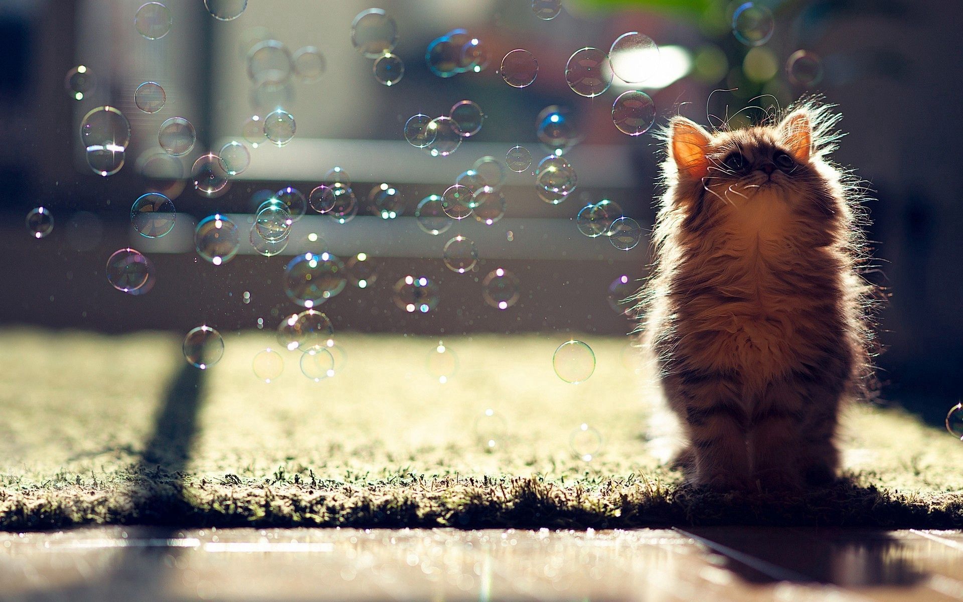 54418 скачать картинку мыльные пузыри, котенок, животные, блики, свет, пушистый - обои и заставки бесплатно