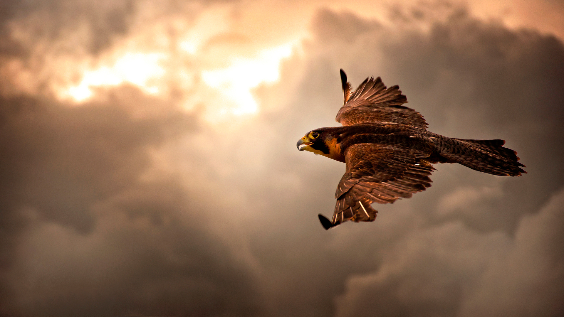 Download mobile wallpaper Falcon, Animal for free.