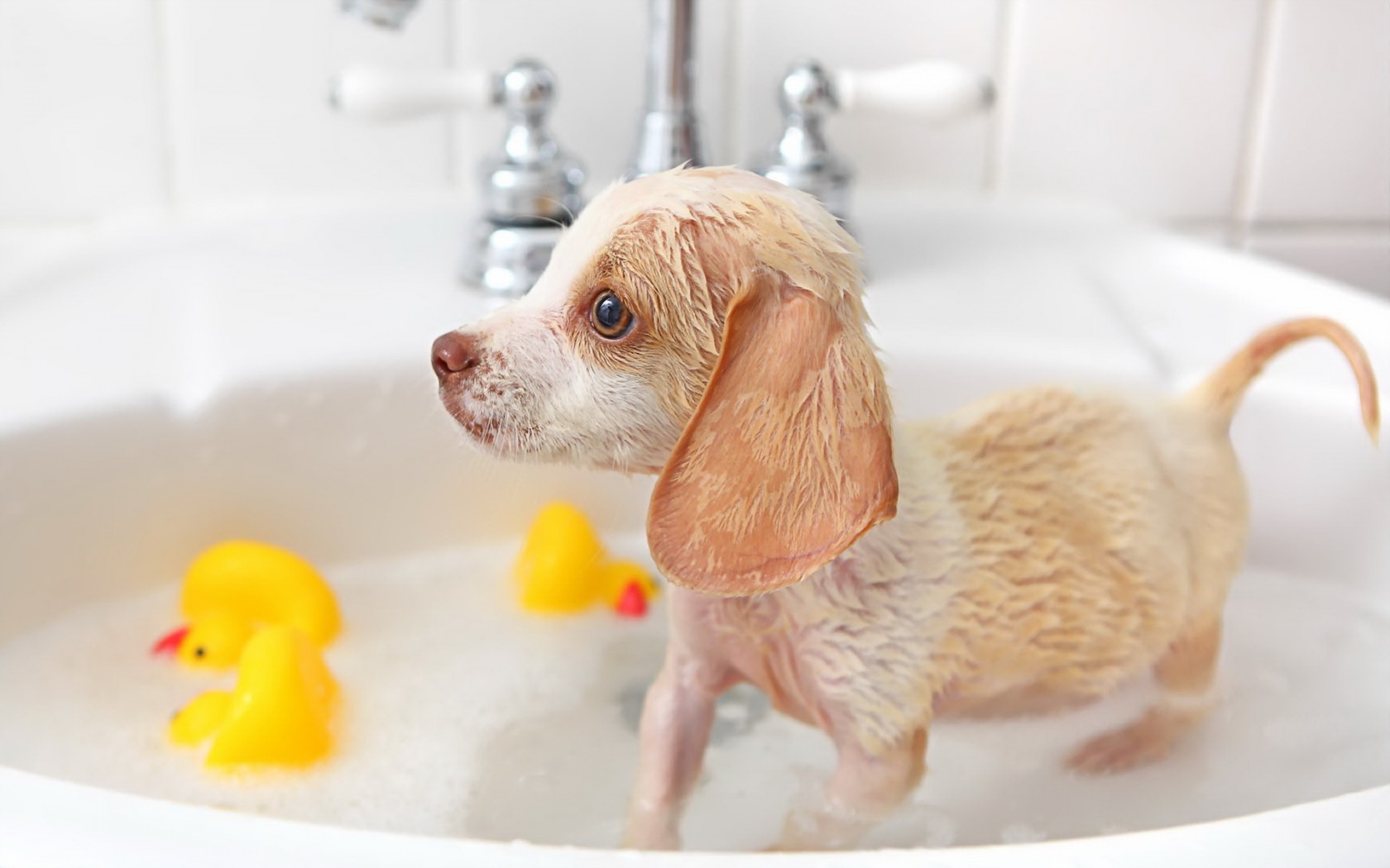 無料モバイル壁紙動物, 犬をダウンロードします。