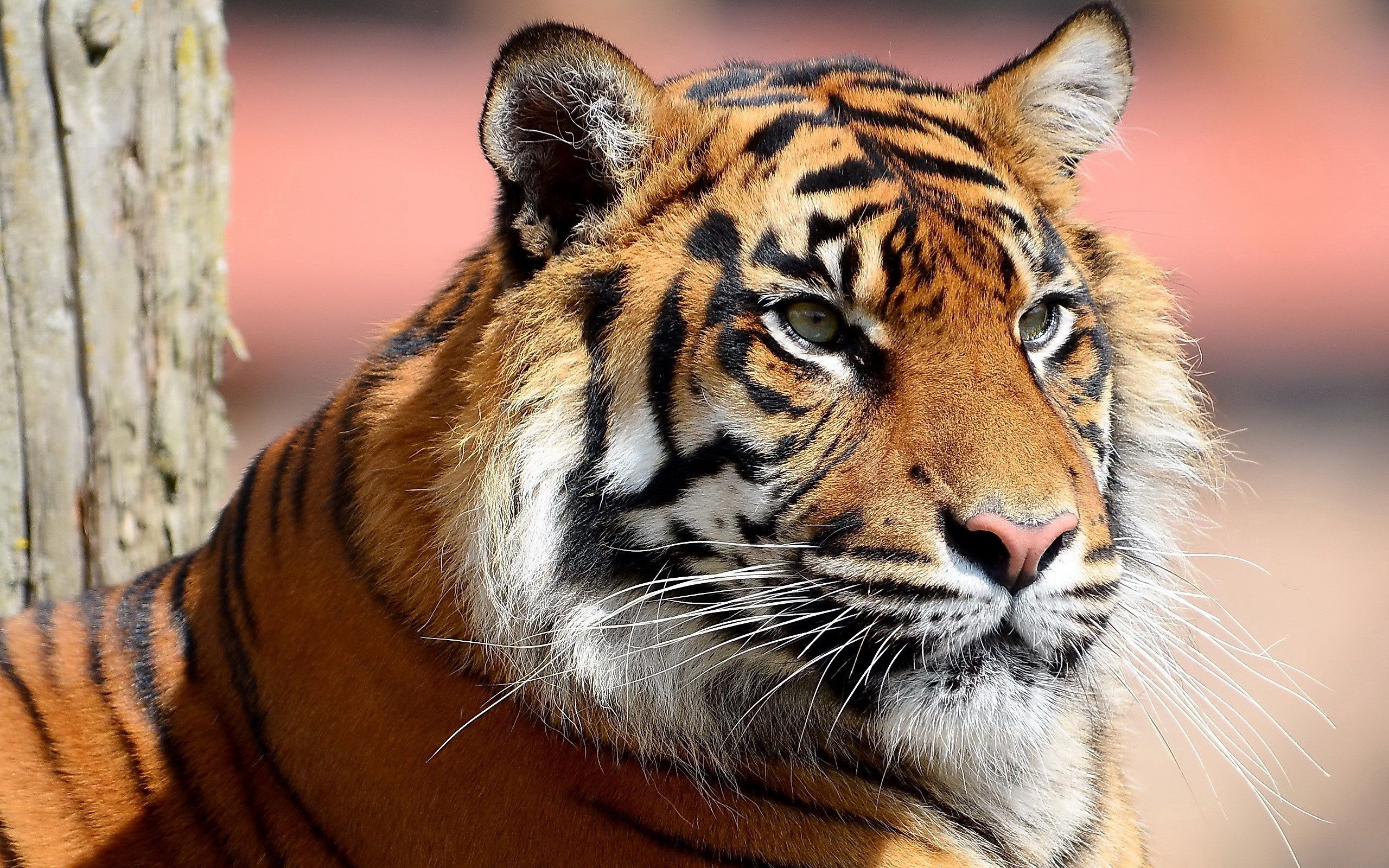 156962 descargar imagen tigre, animales, bozal, gato grande, visión, opinión: fondos de pantalla y protectores de pantalla gratis