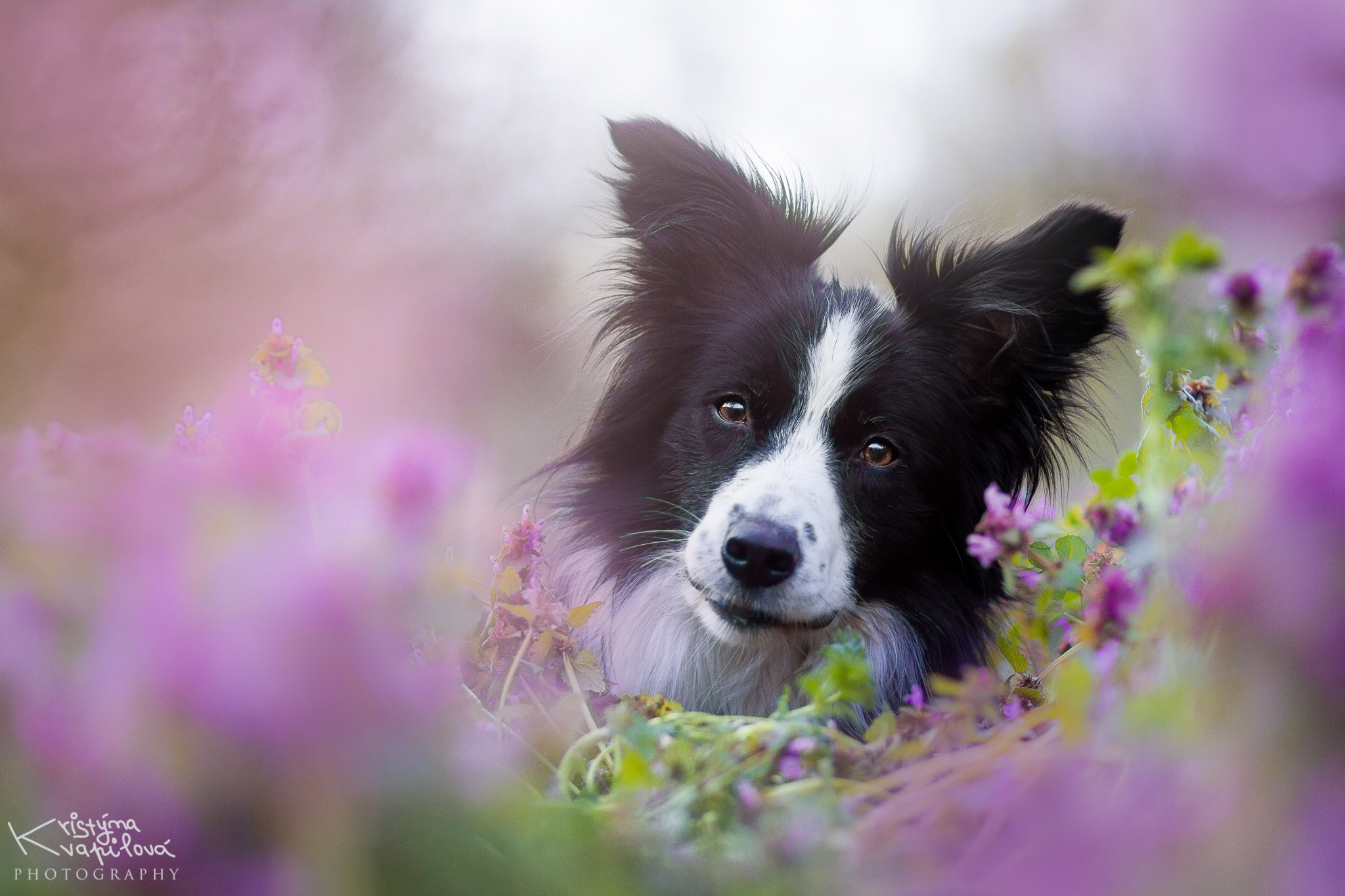 Download mobile wallpaper Dogs, Dog, Animal, Face, Border Collie for free.