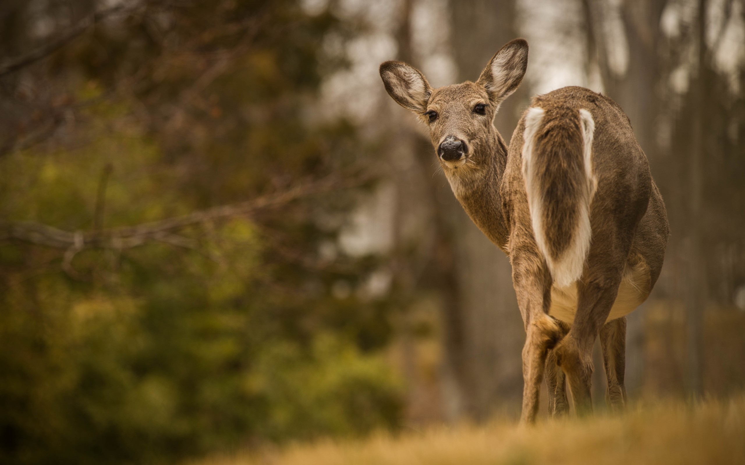 Handy-Wallpaper Tiere, Hirsch kostenlos herunterladen.