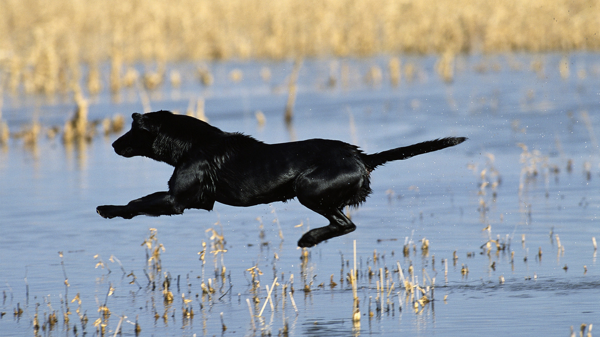 Handy-Wallpaper Hunde, Hund, Tiere kostenlos herunterladen.