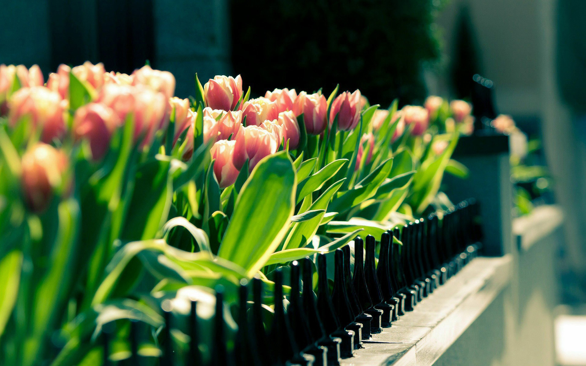 Скачать картинку Цветы, Тюльпаны, Растения в телефон бесплатно.