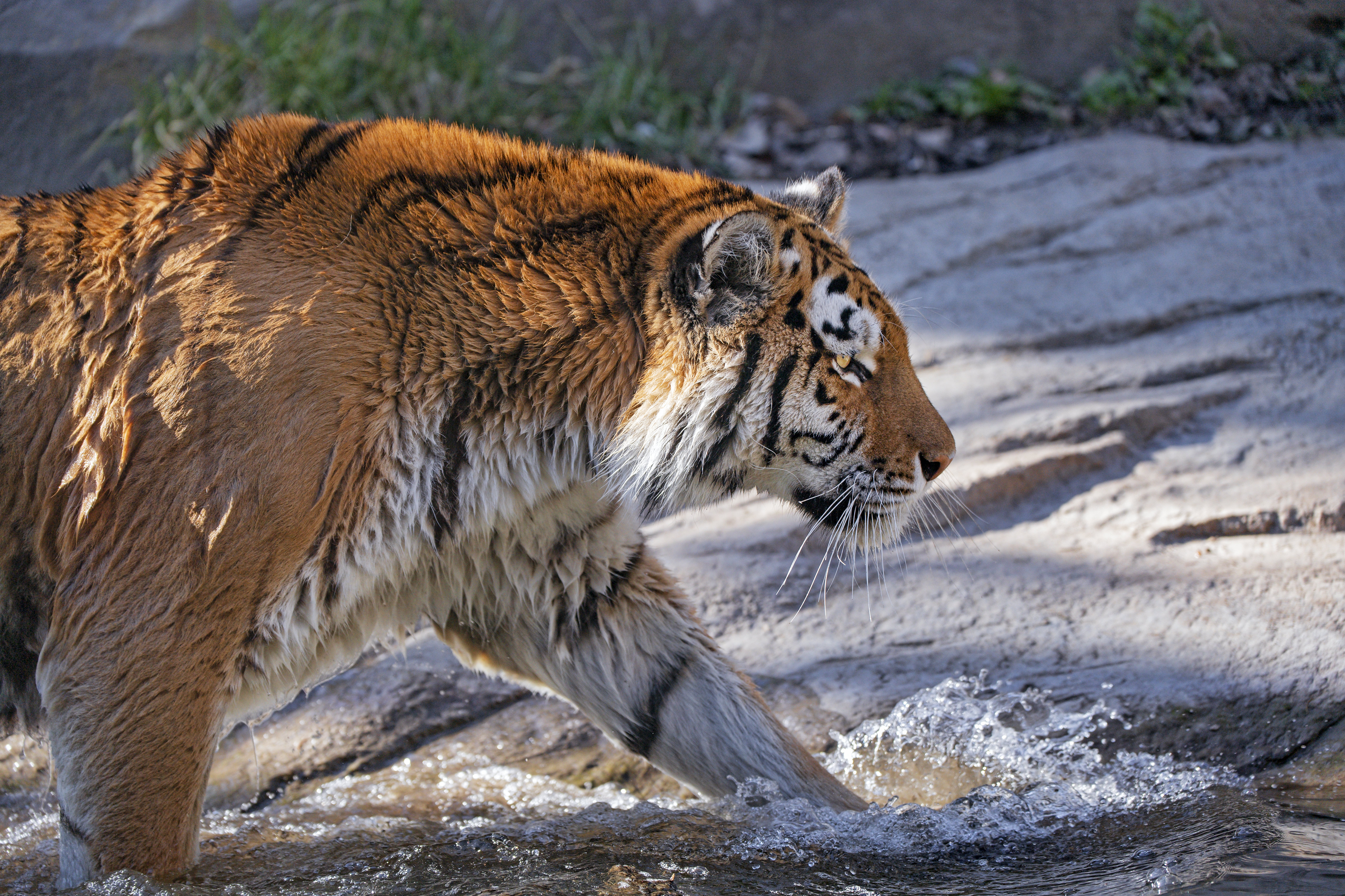 Free download wallpaper Tiger, Profile, Animals, Predator, Big Cat on your PC desktop