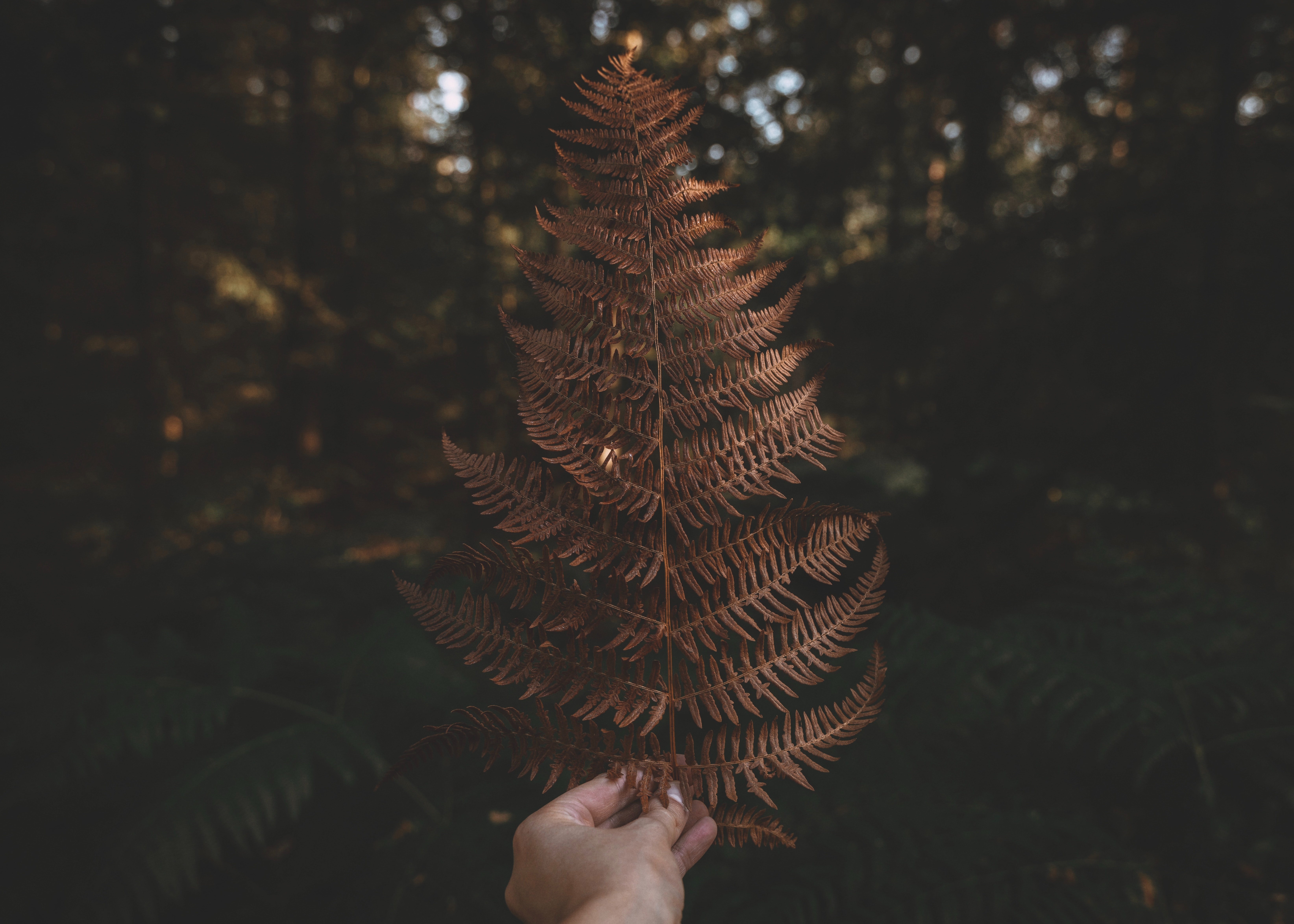 Cool Wallpapers fern, nature, plant, hand, leaflet
