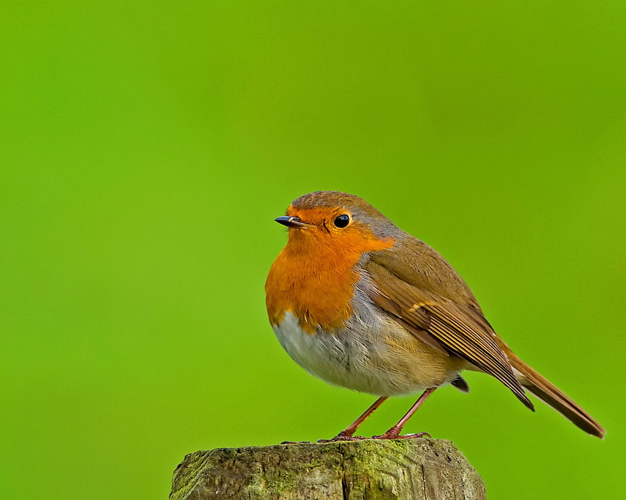 Download mobile wallpaper Bird, Animal, Robin for free.