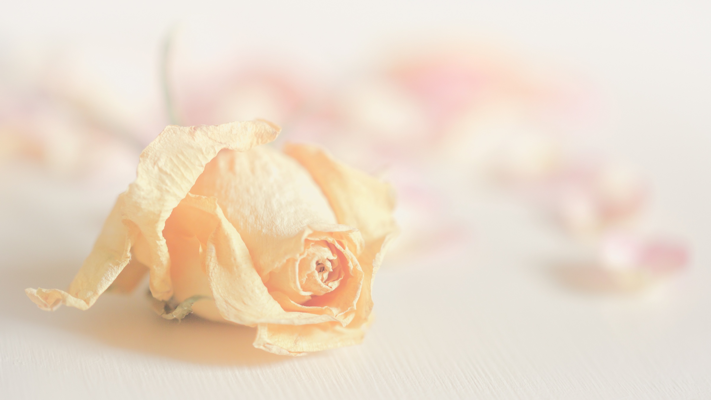 Free download wallpaper Flowers, Flower, Rose, Earth, Peach Flower on your PC desktop