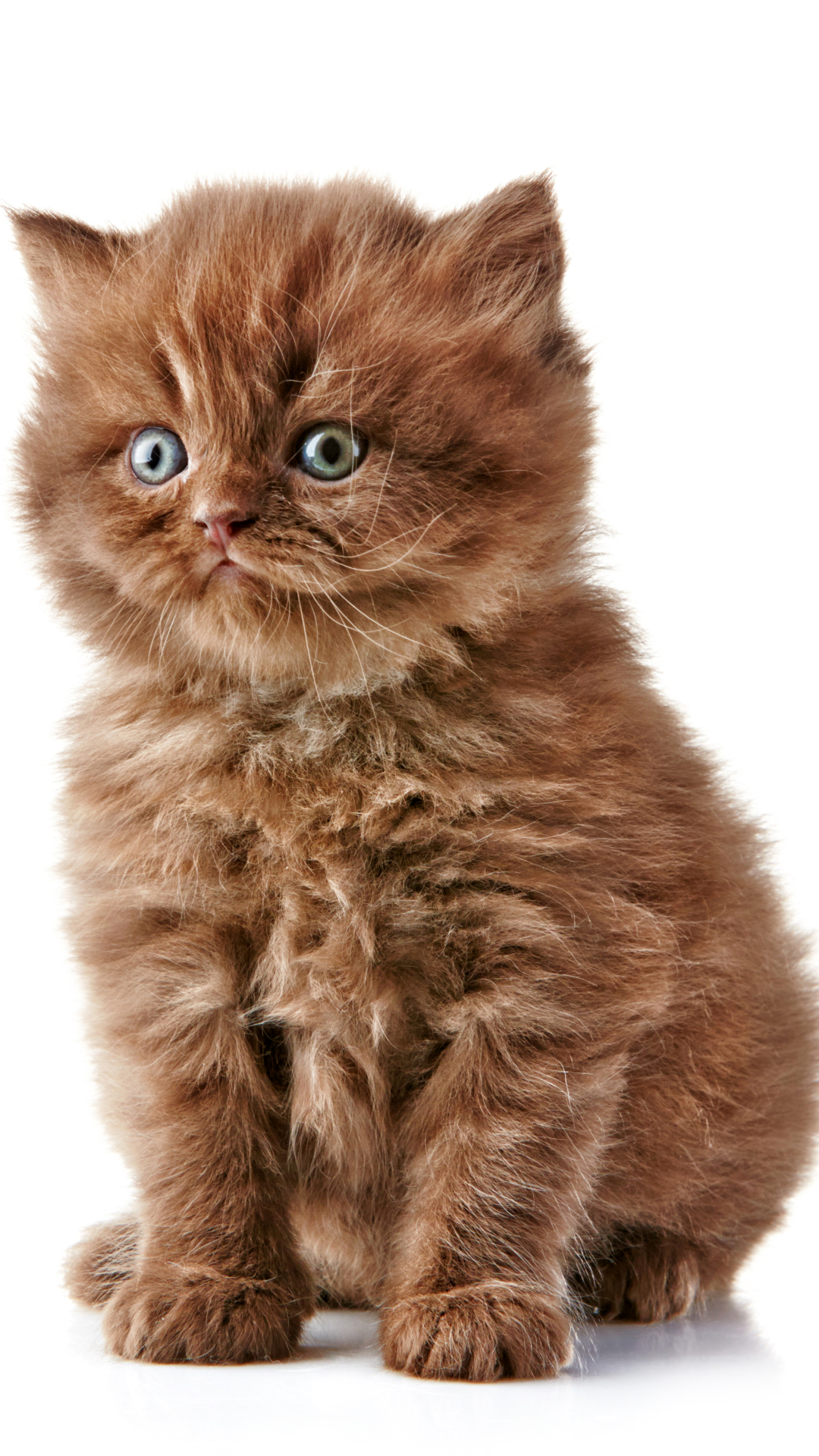 Download mobile wallpaper Cats, Cat, Fluffy, Kitten, Animal for free.