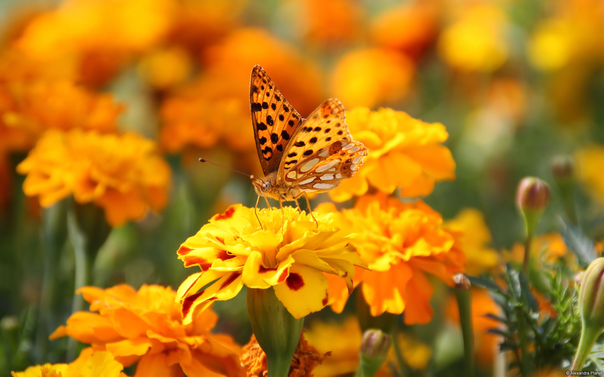 Скачати мобільні шпалери Квітка, Метелик, Тварина, Жовта Квітка, Чорнобривці безкоштовно.