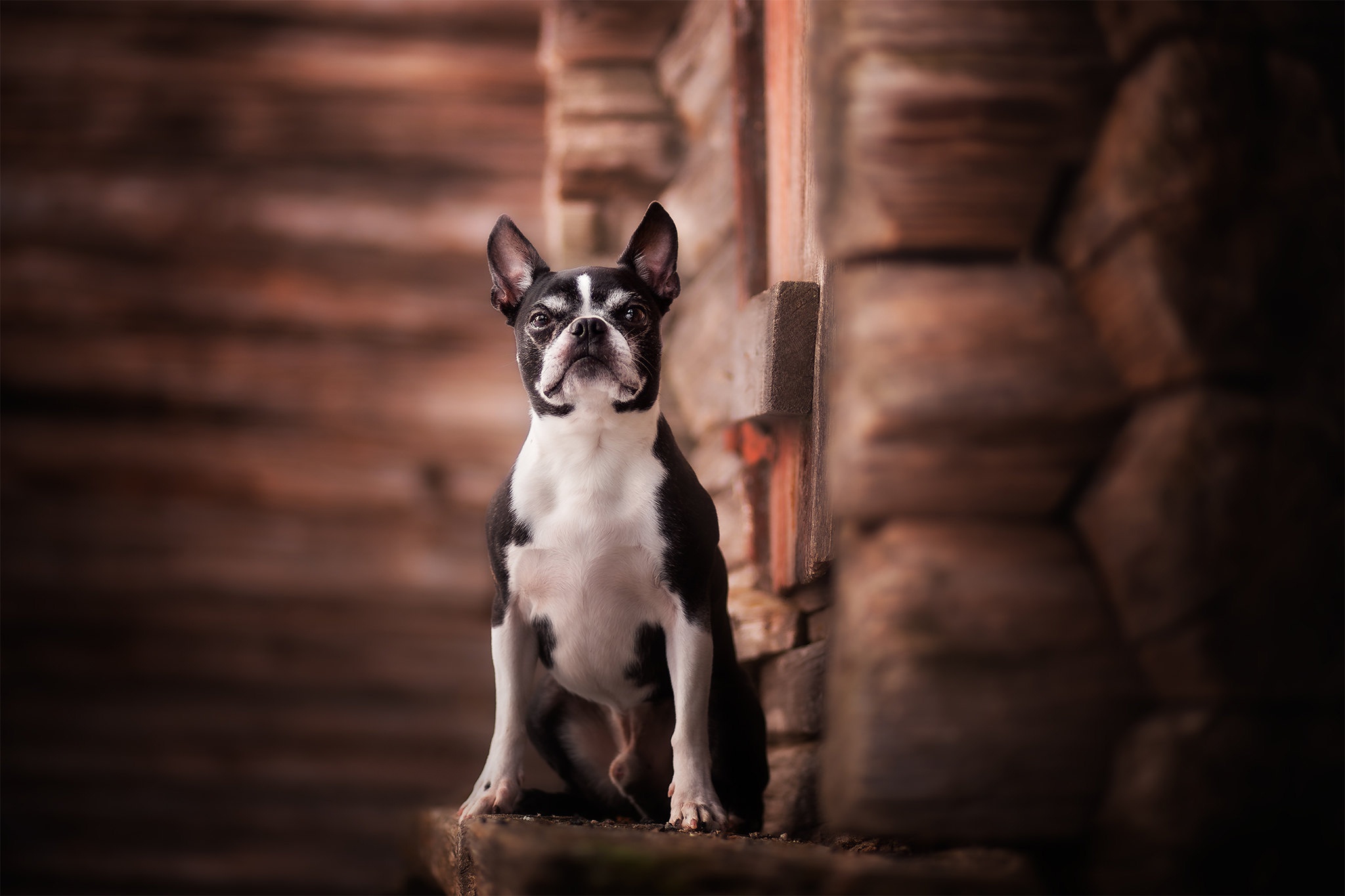 492936 baixar imagens animais, boston terrier, cão, cães - papéis de parede e protetores de tela gratuitamente