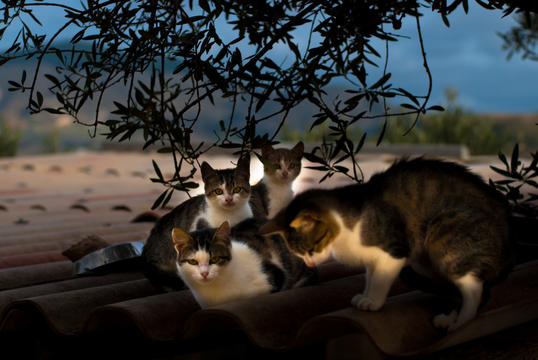 Laden Sie das Tiere, Katzen, Katze, Dach, Starren-Bild kostenlos auf Ihren PC-Desktop herunter