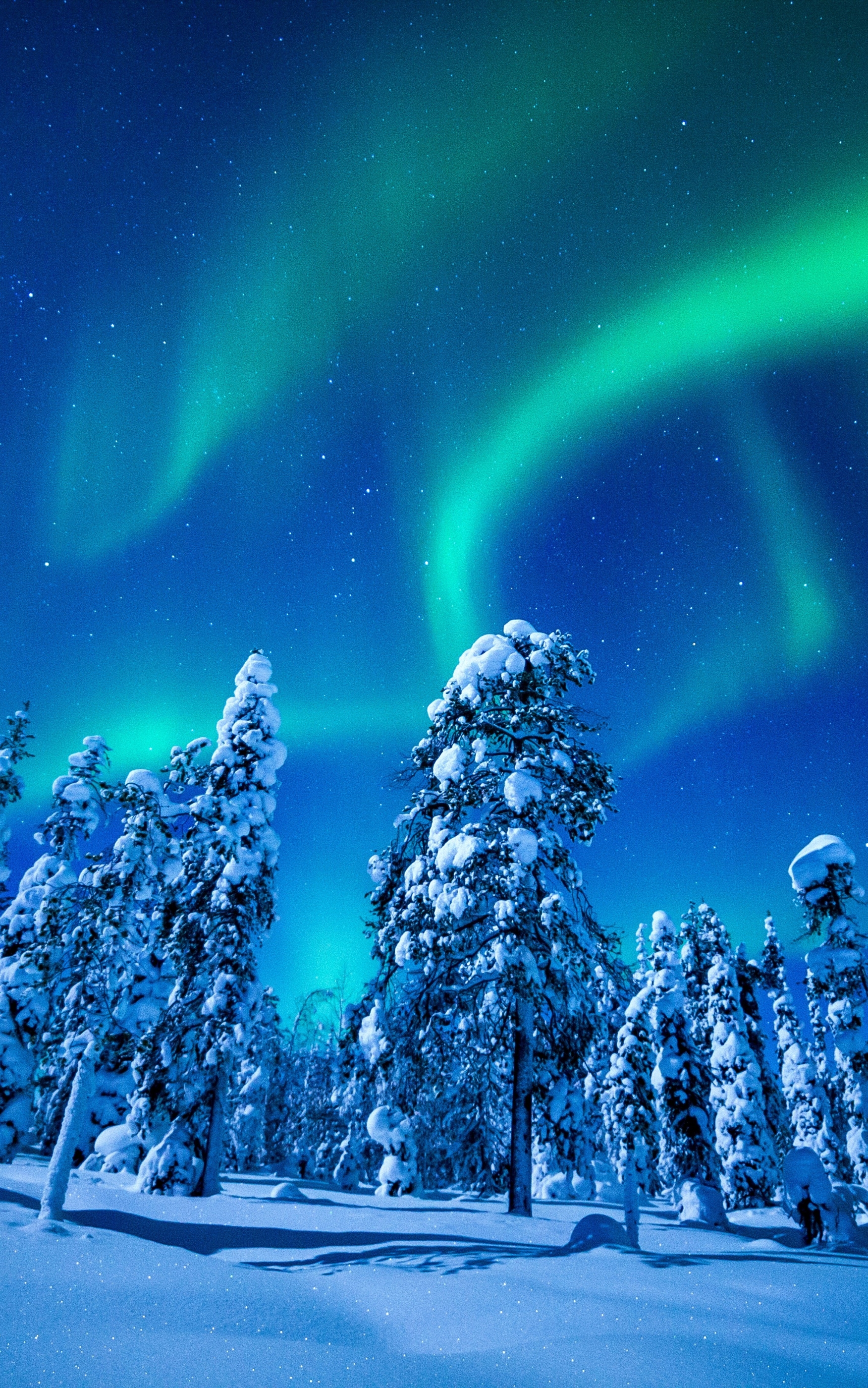 Download mobile wallpaper Winter, Forest, Earth, Aurora Borealis for free.