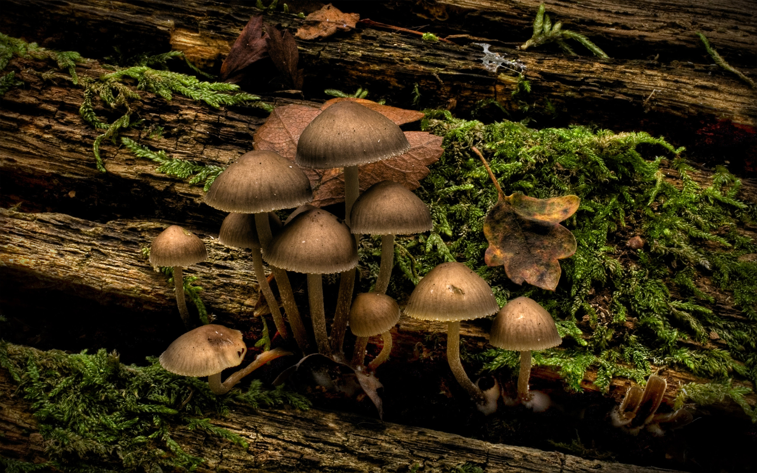 macro, mushroom, brown, earth, moss