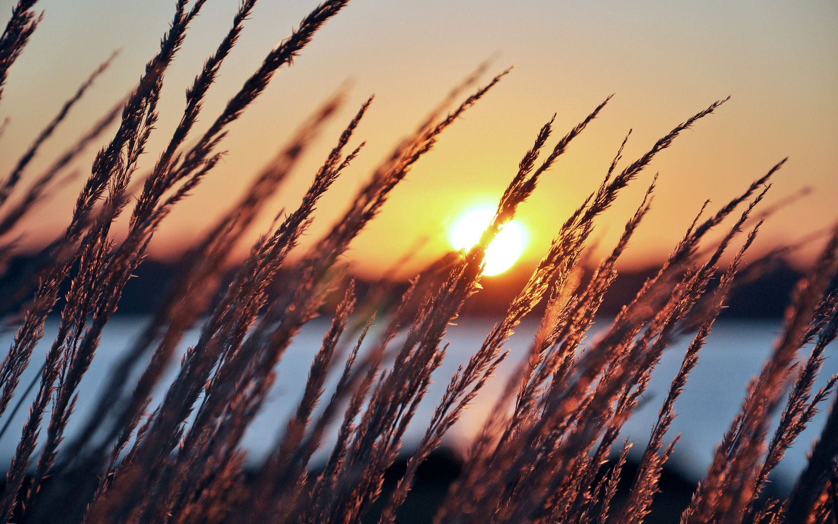 Laden Sie das Natur, Sun, Abend, Ohren, Spikes, Sunset-Bild kostenlos auf Ihren PC-Desktop herunter