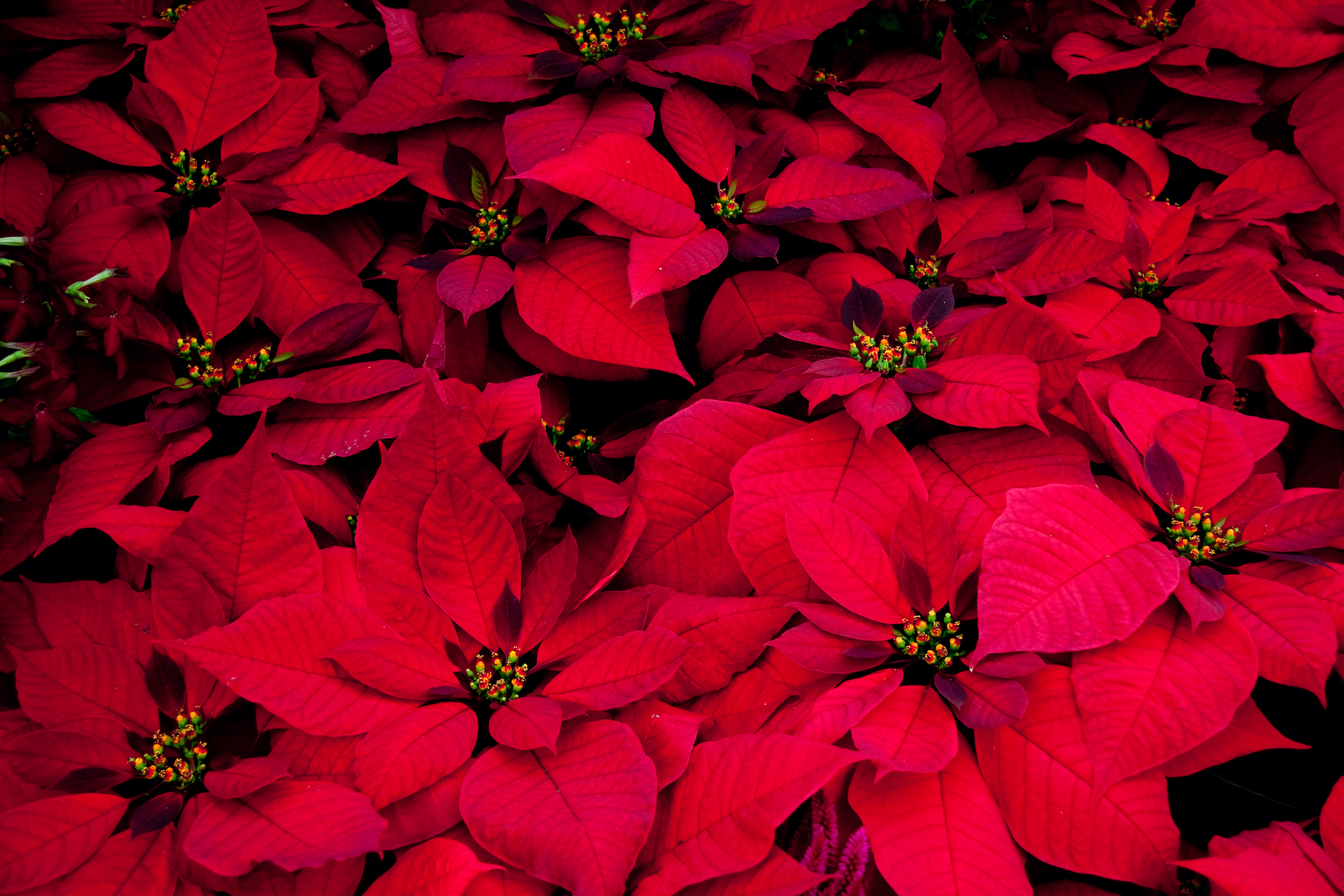 leaves, euphorbia is most beautiful, flowers, poinsettia, red, plant, milk is beautiful