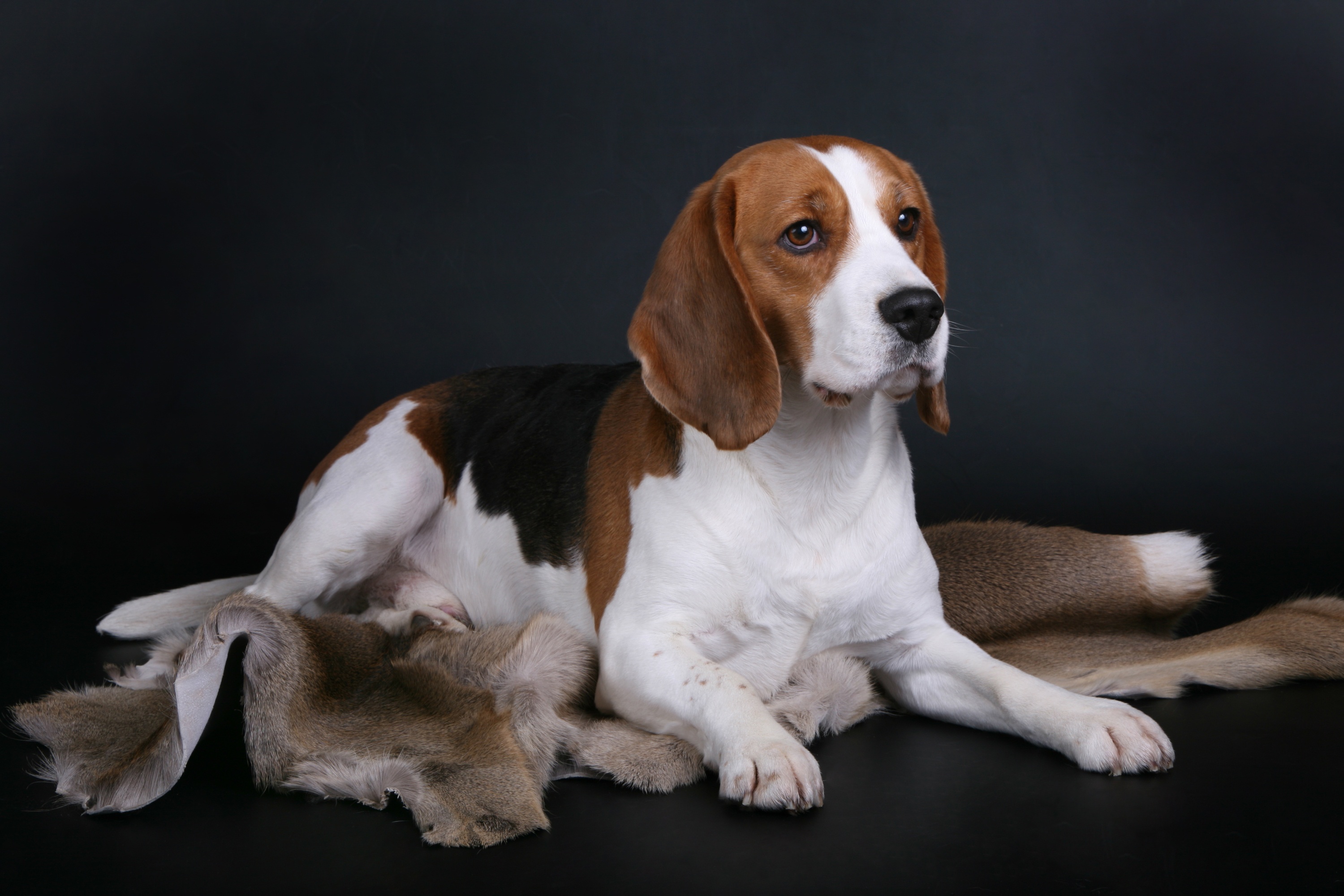 Free download wallpaper Dogs, Dog, Animal, Beagle on your PC desktop