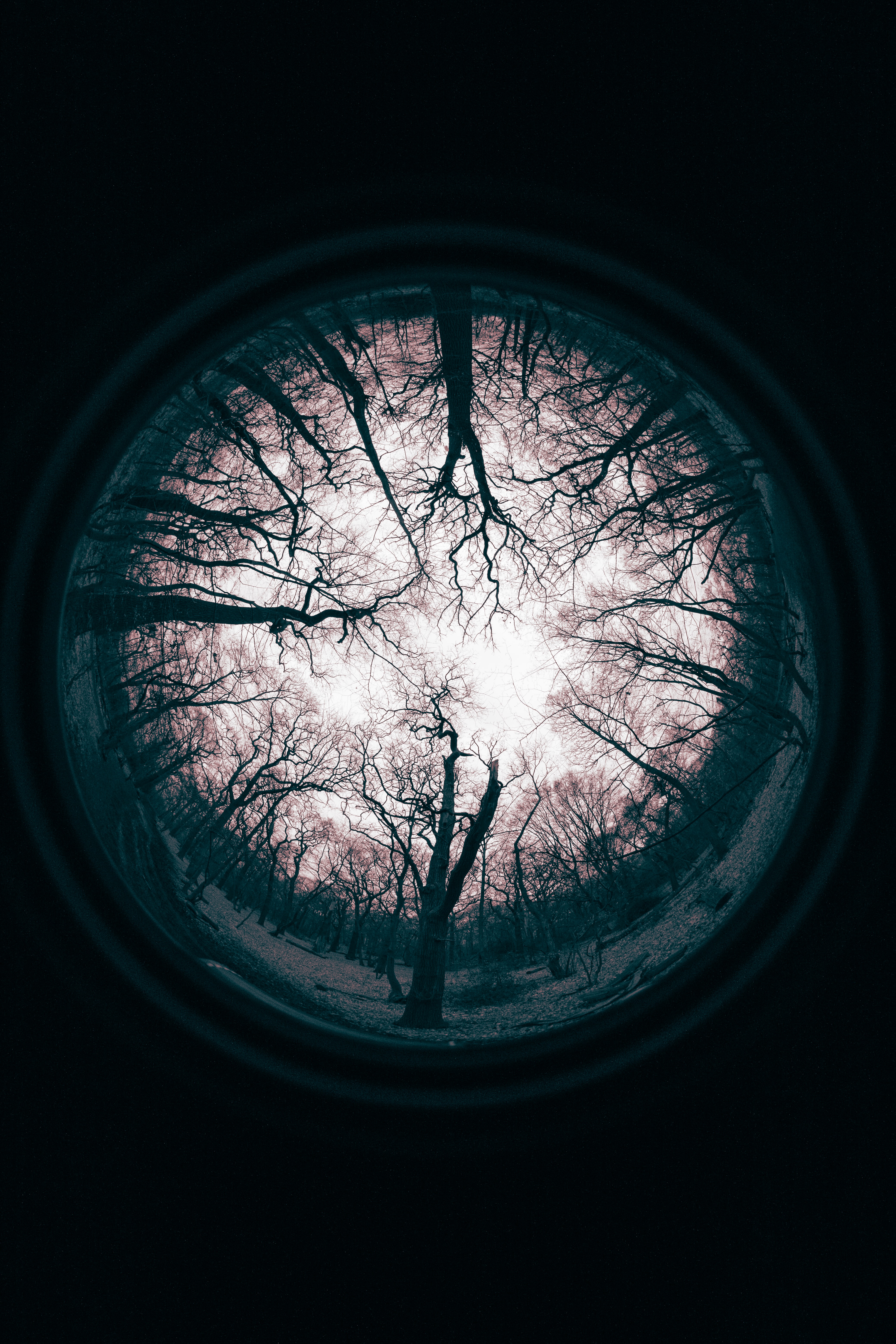 trees, branches, reflection, dark, lens