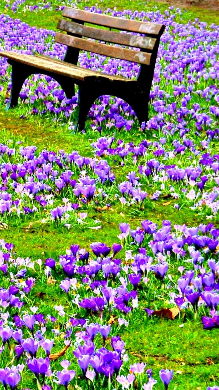 Скачать картинку Цветок, Парк, Земля, Скамейка, Весна, Скамья, Крокус, Фиолетовый Цветок, Земля/природа в телефон бесплатно.