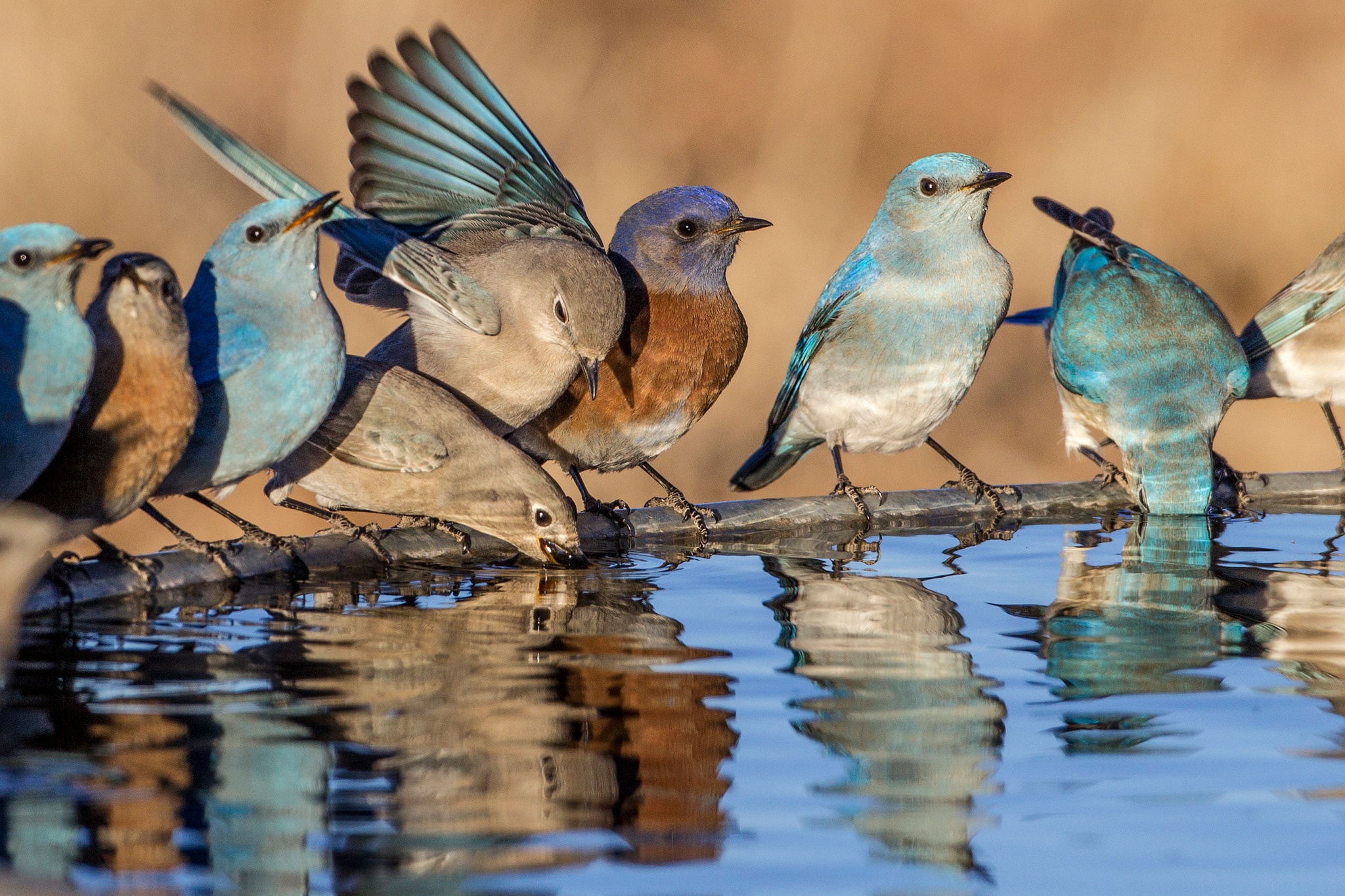 Free download wallpaper Birds, Water, Reflection, Bird, Animal on your PC desktop