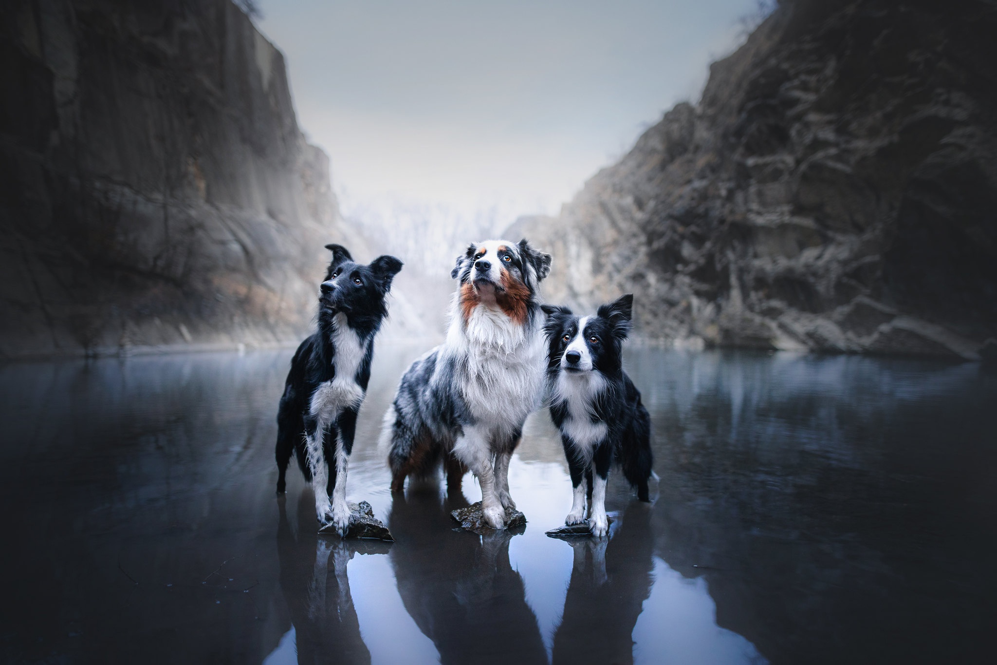Download mobile wallpaper Dogs, Dog, Animal, Australian Shepherd, Border Collie for free.