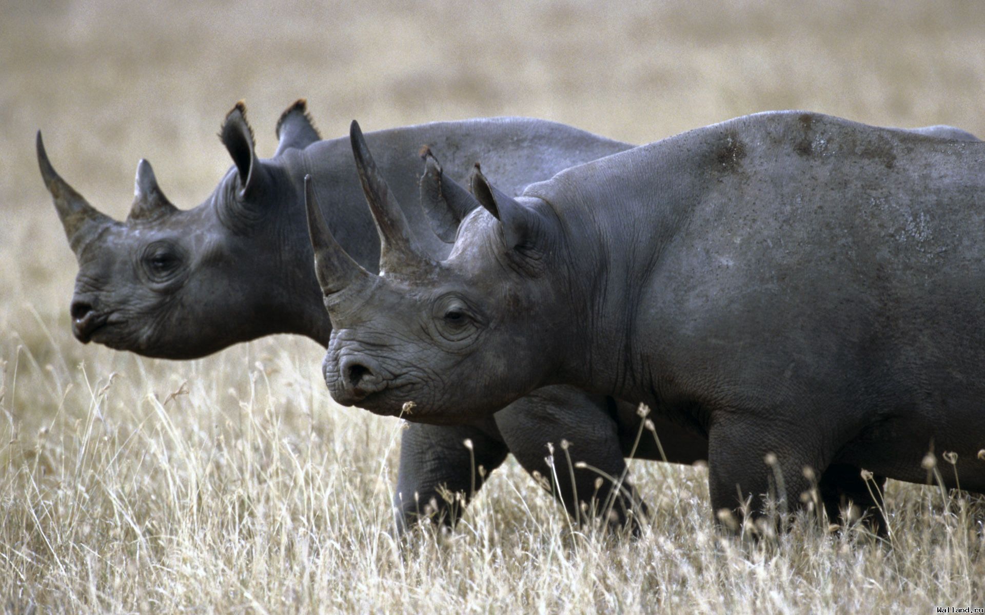 68759 descargar imagen animales, hierba, pareja, par, paseo, rinocerontes: fondos de pantalla y protectores de pantalla gratis