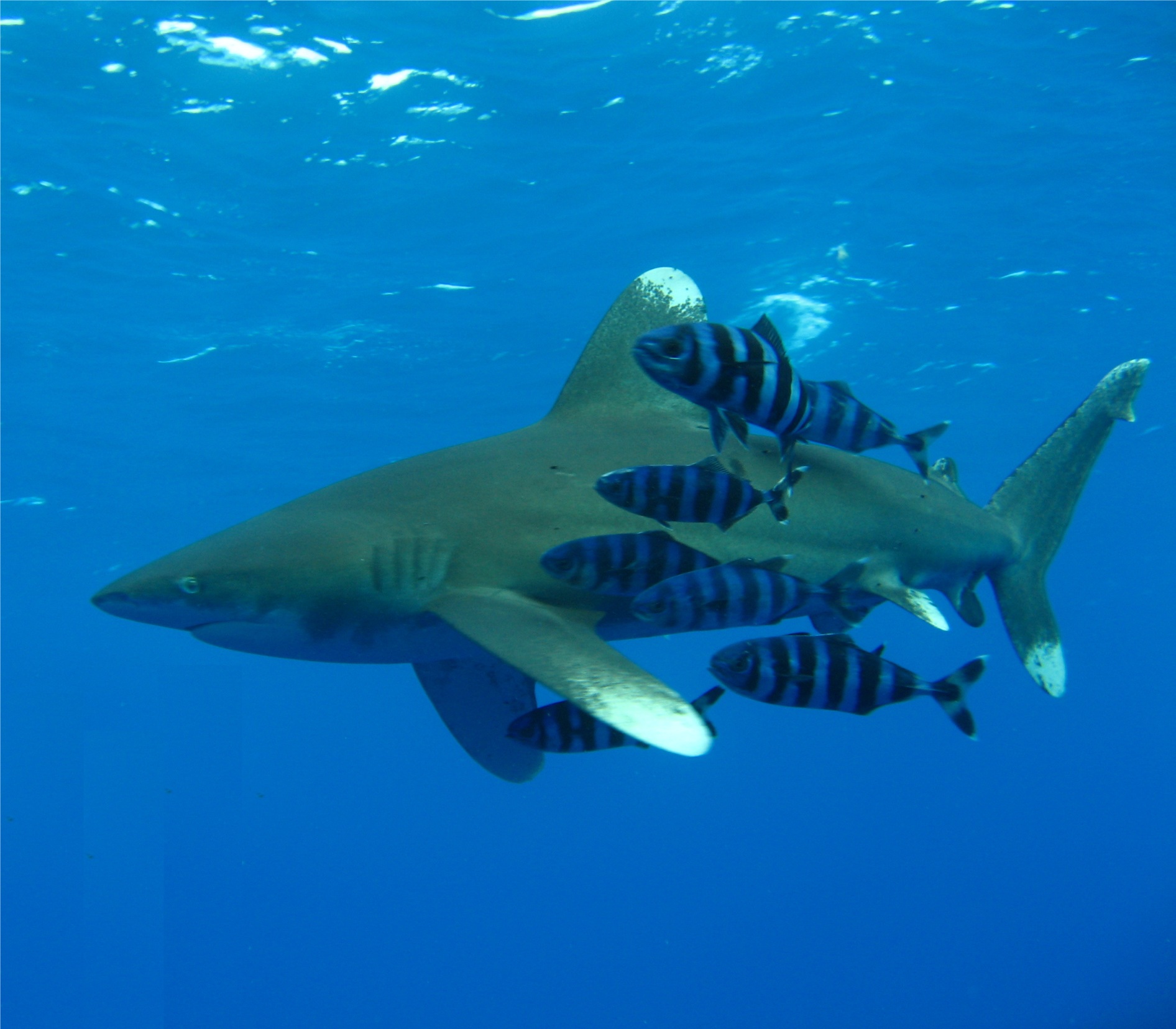 650582 скачать обои животные, белоперая рифовая акула - заставки и картинки бесплатно
