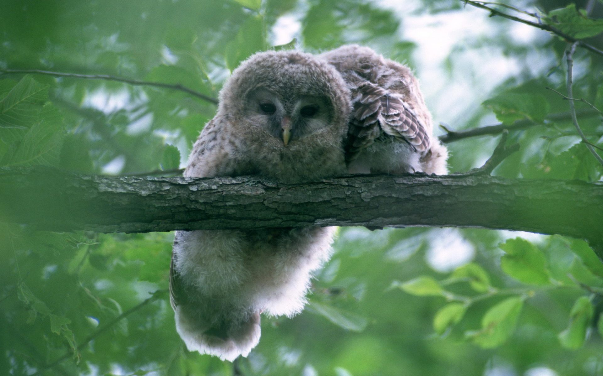 Download mobile wallpaper Birds, Owl, Animal for free.